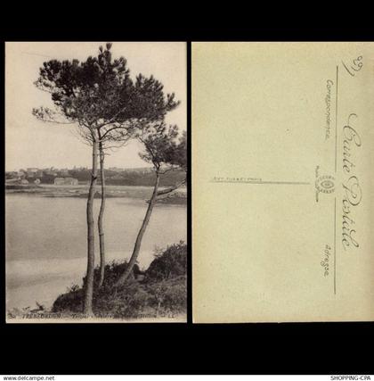 29 - Trebeurden - Trozoul à travers les pins de Milliau