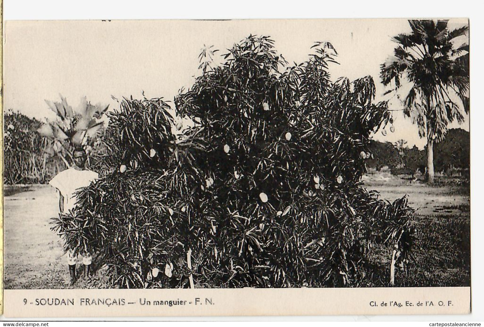 08004 ● SOUDAN Français A.O.F. arbre un MANGUIER F.N. 1910s Sudan Soedan Cliché Agence Economique N°9