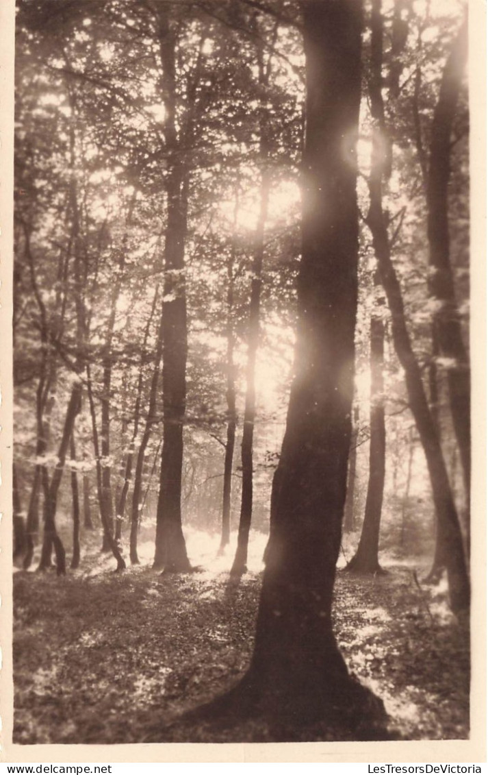 [-10%] MONDE - Forêt - Carte Postale  Ancienne