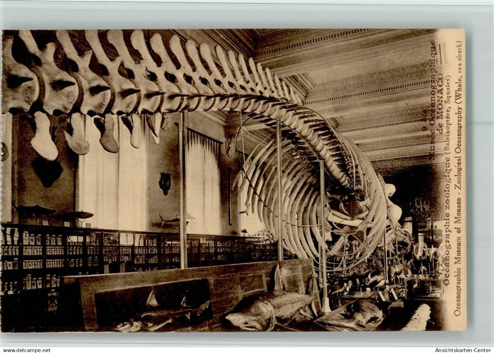 10513865 - Nr. 106 - Musee Oceanographique  - Zoo -