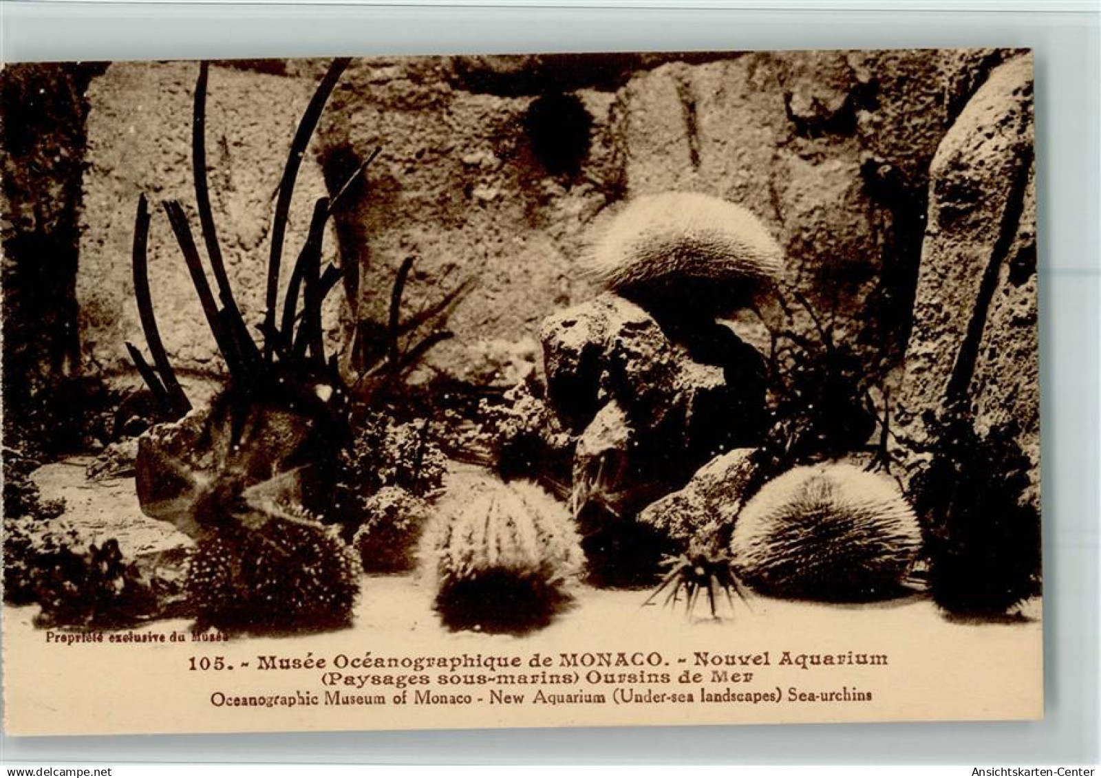 10513874 - Nr. 105  Giletta - Musee Oceanographique -