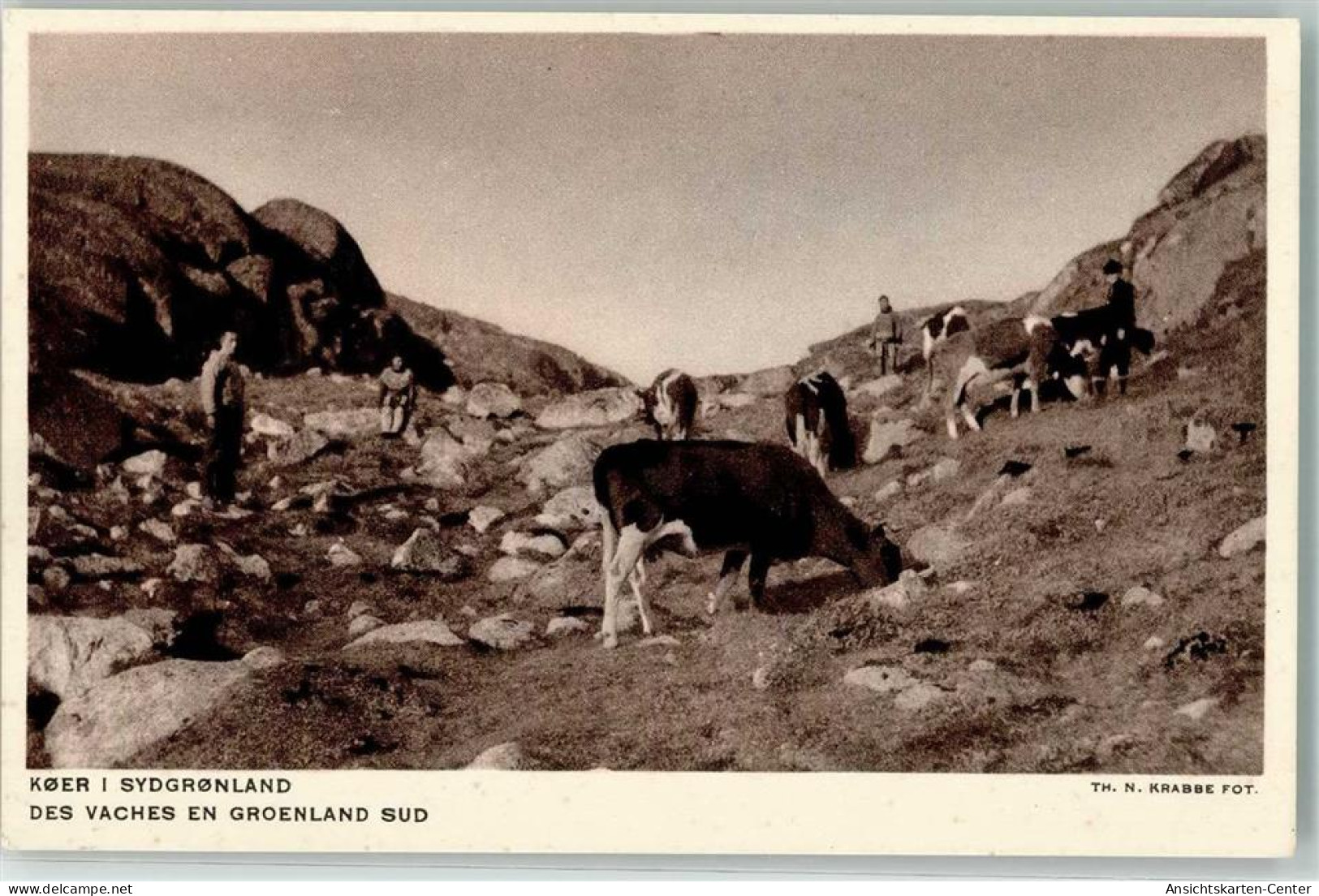 10685281 - Foto-AK Kuehe  Groenland Sued