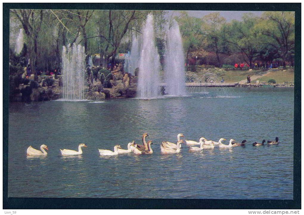 109003 / Pyongyang - POND - DUCK SWAN - North Korea Corée du Nord PC postcard mint AK
