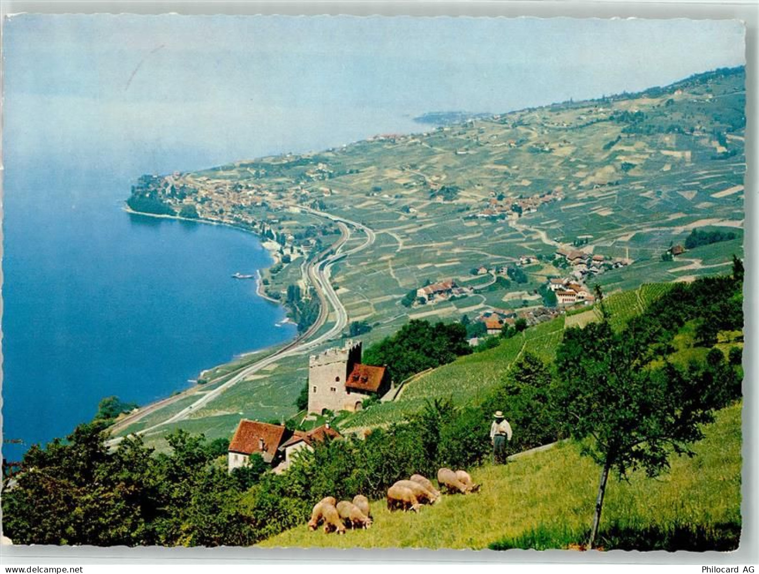 1096 Villette Lavaux - Schafe Hirt Weinbau - 39494155