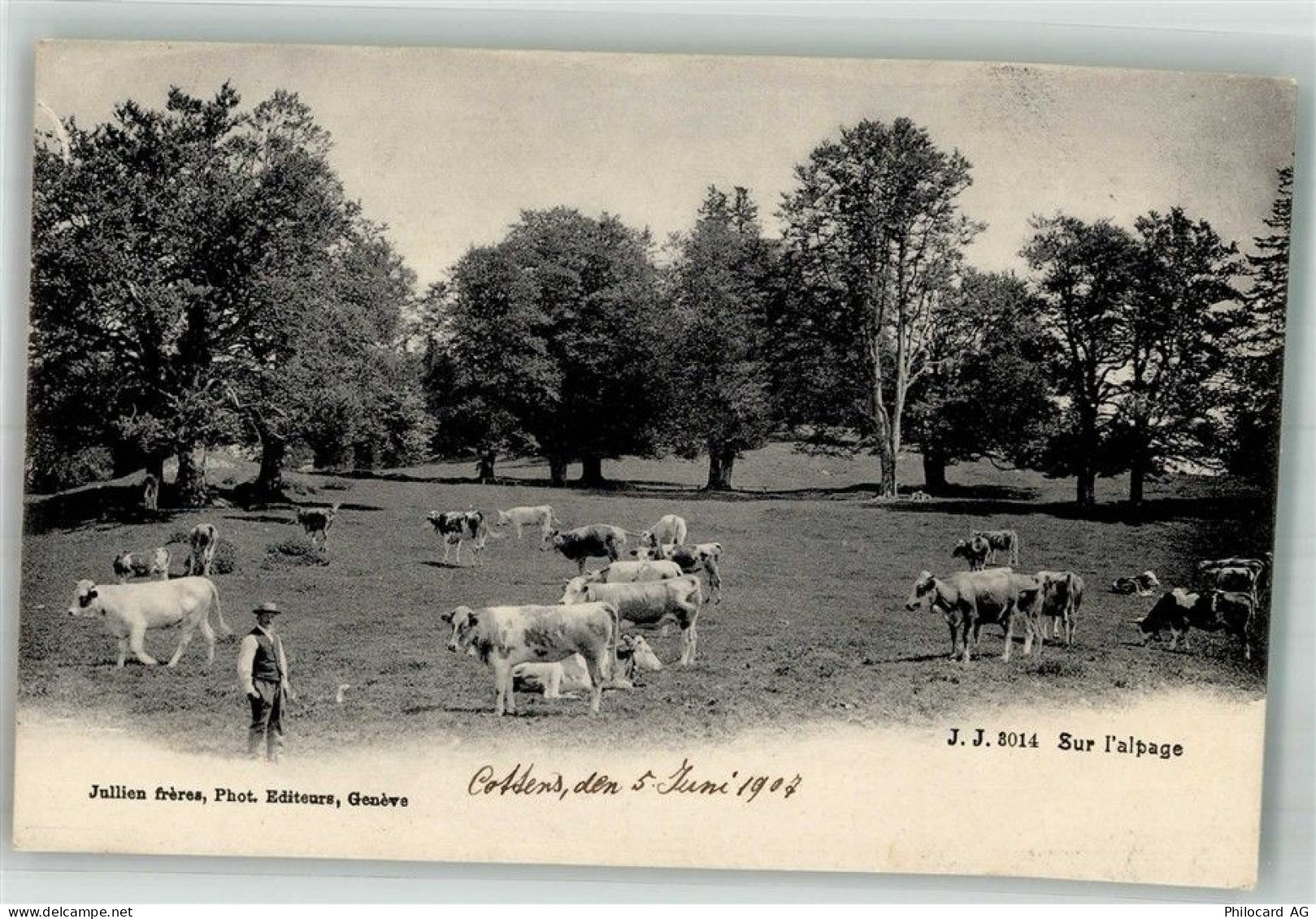 1116 Cottens VD 1907 Foto AK Kühe Alp - 38245418