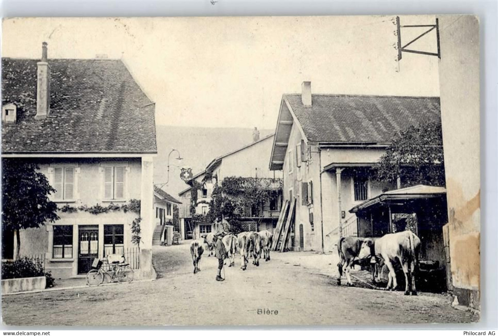 1145 Bière 1903 - Rinderherde - 51424836