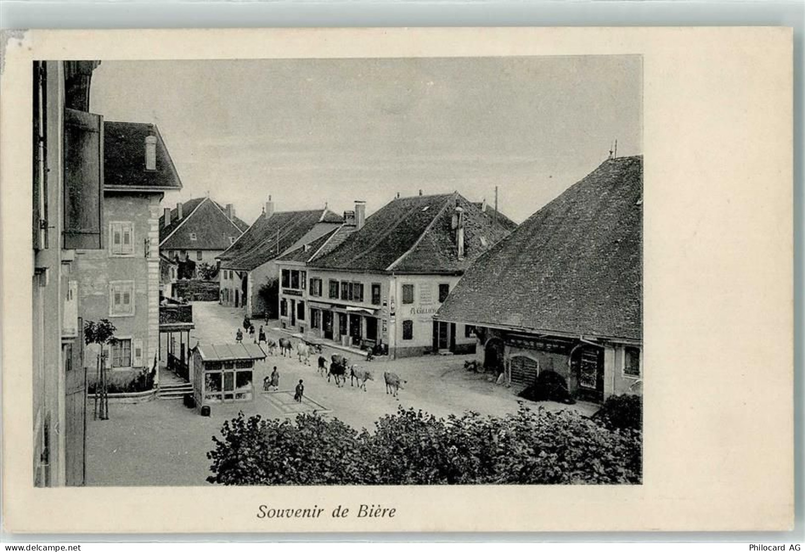 1145 Bière 1910 - Rindviehherde - 13904499