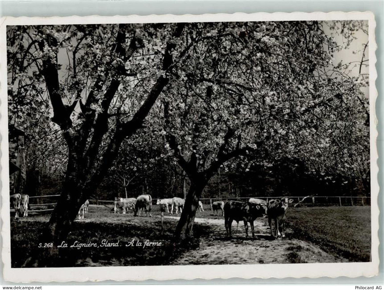 1196 Gland - Kuhweide - 10305199