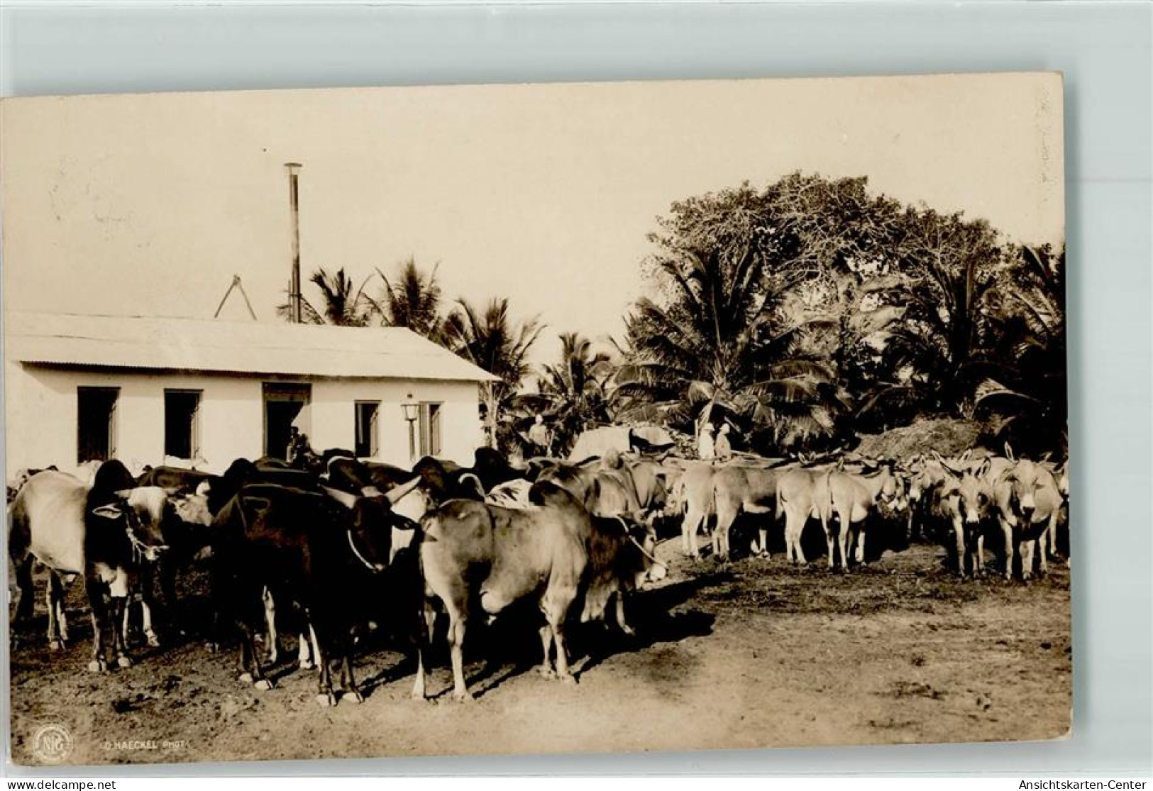 13255264 - Zebu und Esel Herde Saadani Tansania