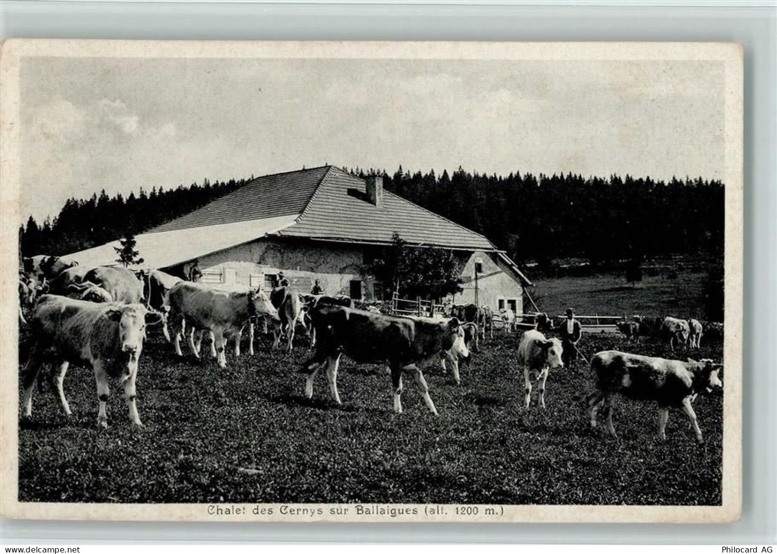 1338 Ballaigues - Kühe auf der Alm - Chalet des Cernys sur Ballaigues - ... - 11090862