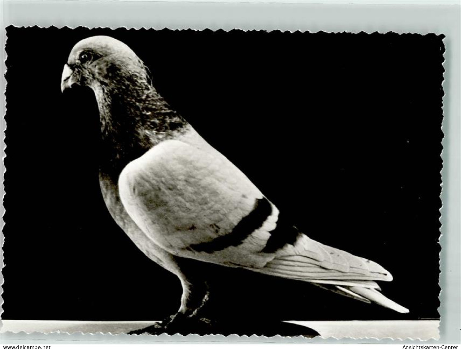 13912157 - Varel , Jadebusen