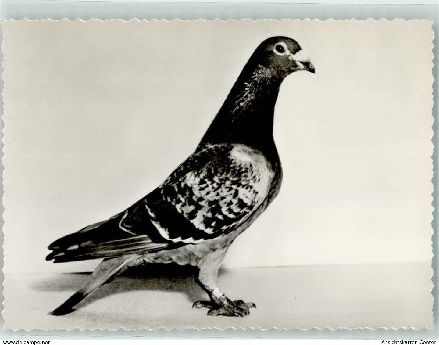 13912158 - Varel , Jadebusen