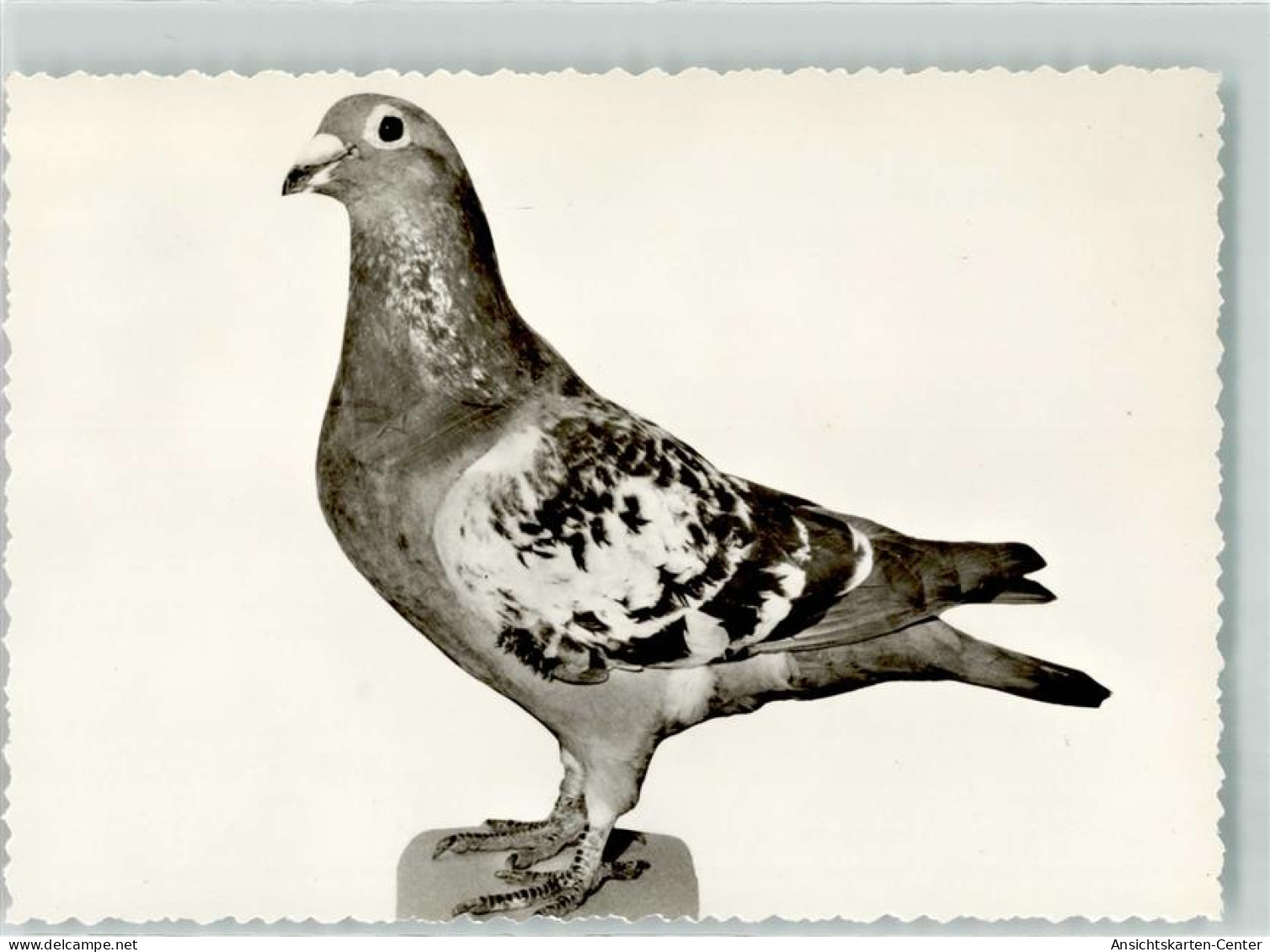 13912162 - Varel , Jadebusen