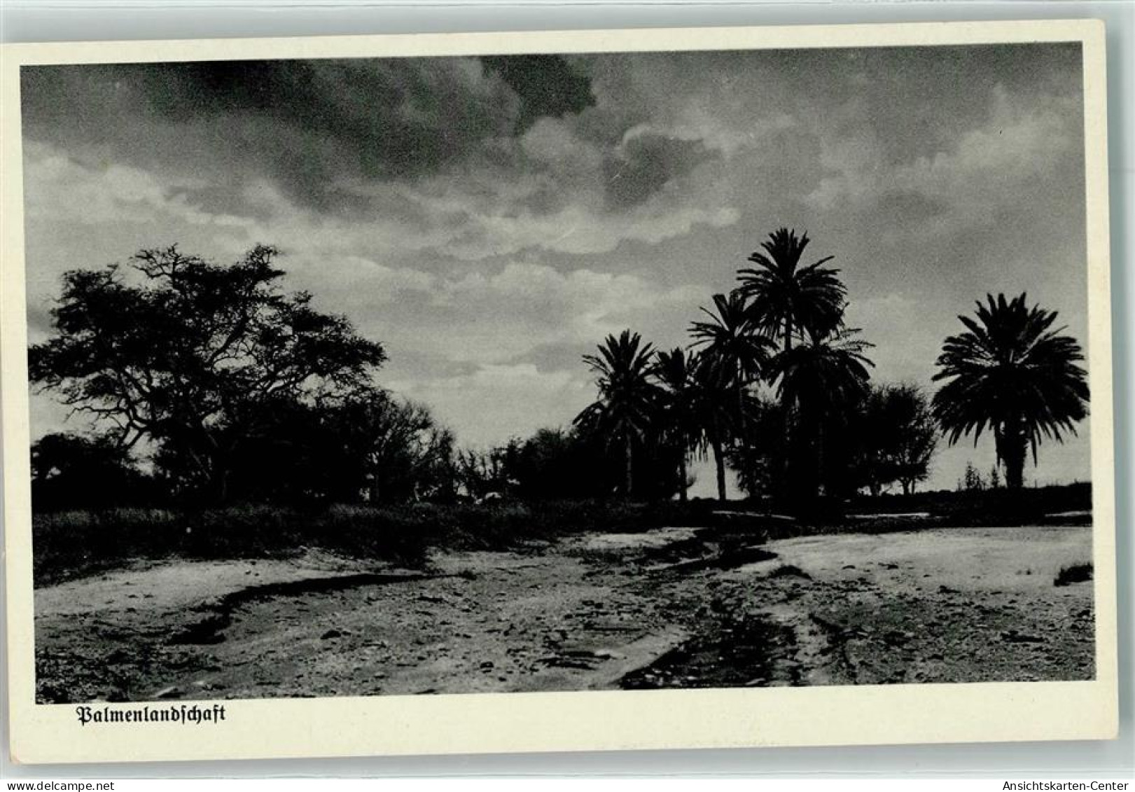 13915173 - Namibia Palmenlandschaft