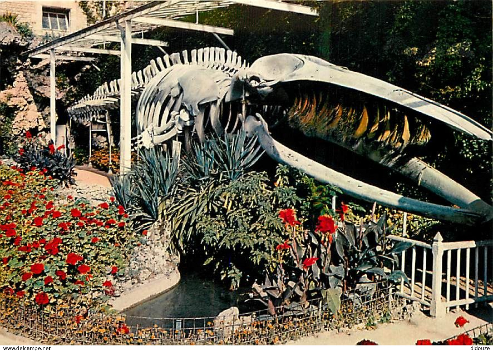 14 - Luc sur Mer - Jardin municipal : Squelette de la baleine échouée au lieu dit Moulin de Luc, le 12 janvier 1885 - Fl