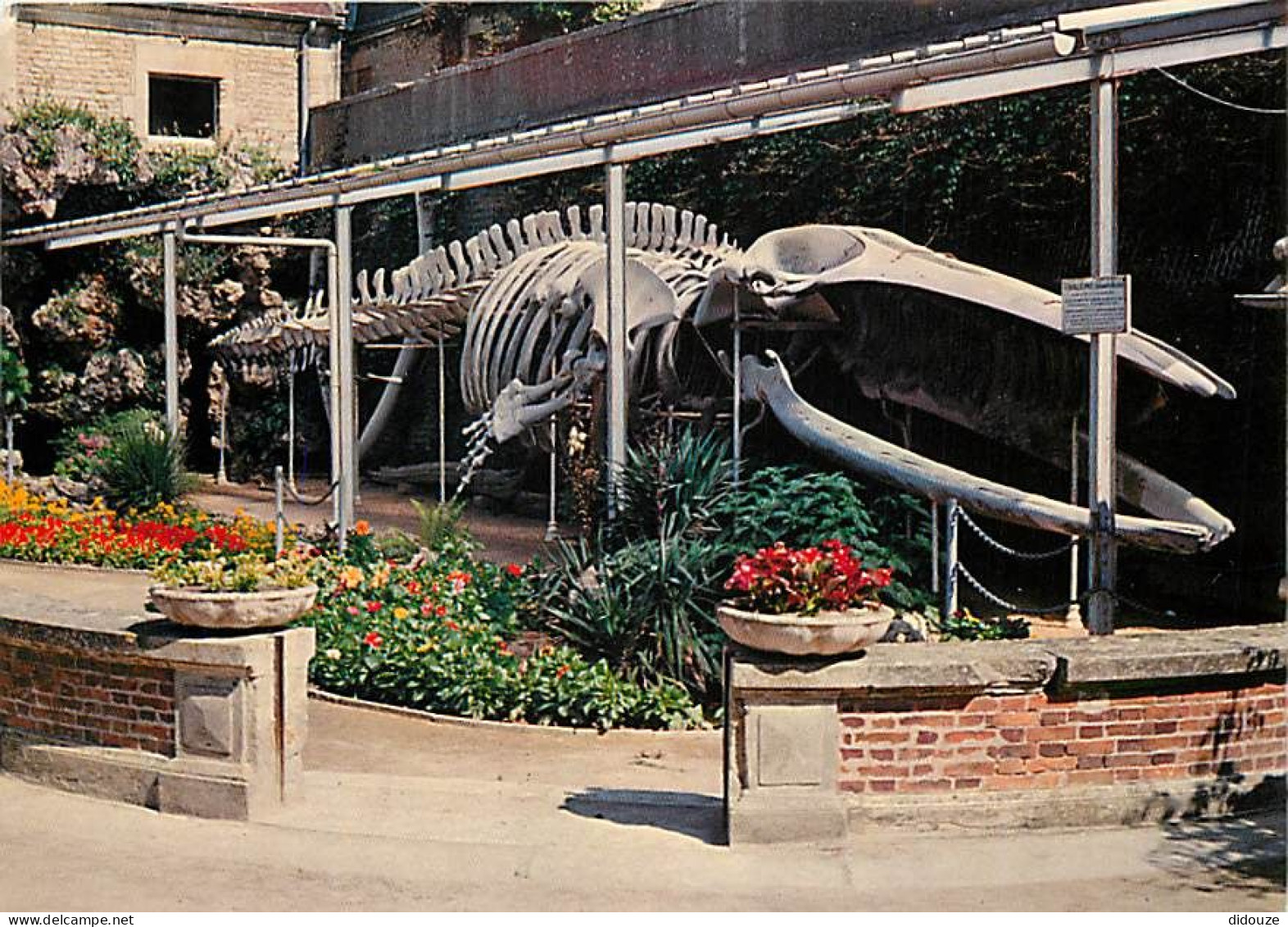 14 - Luc sur Mer - Jardin municipal : Squelette de la baleine échouée au lieu dit Moulin de Luc, le 12 janvier 1885 - Fl