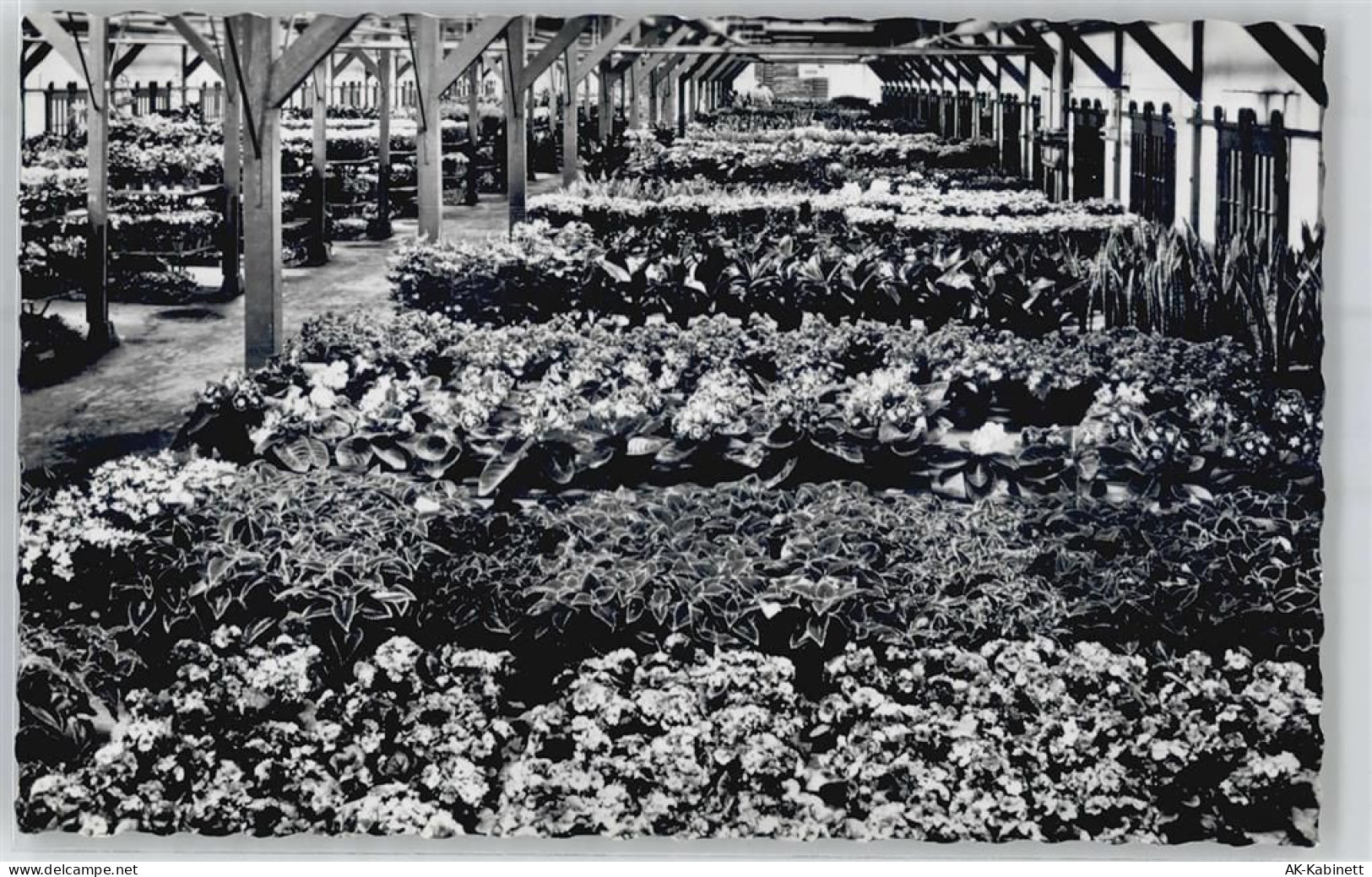 1431 Aalsmeer - Blumen-Auktions-Markt - 51121007