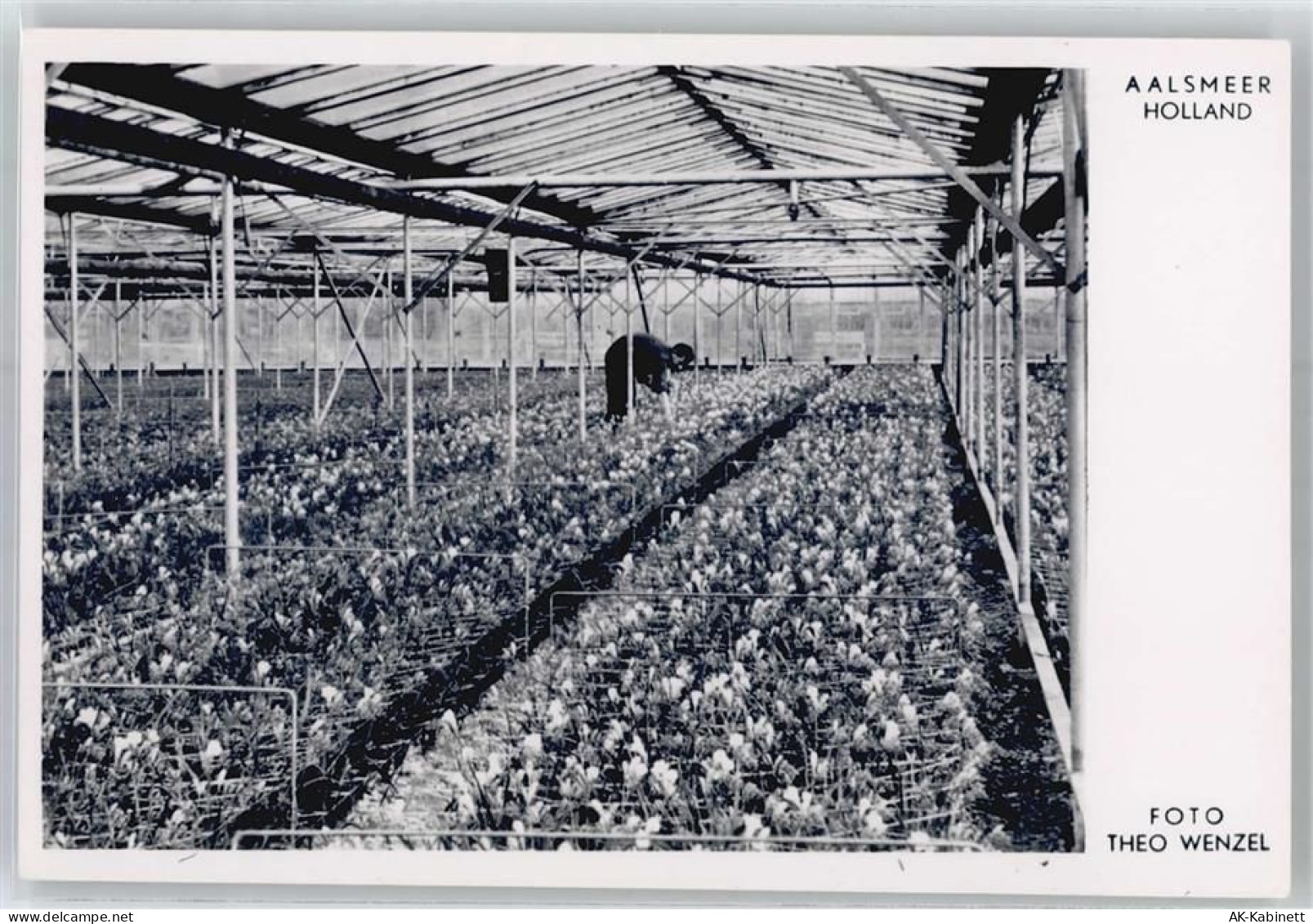 1431 Aalsmeer - Blumen-Auktions-Markt - 51121008