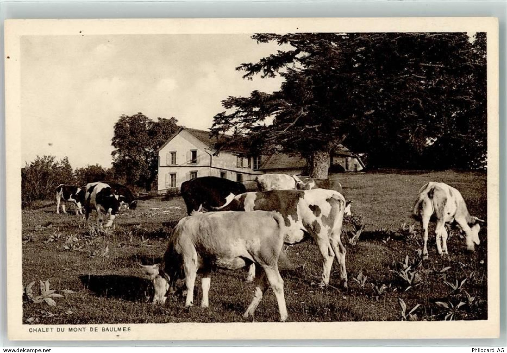 1446 Baulmes - Chalet Mont Baulmes Kuhherde - 10607597