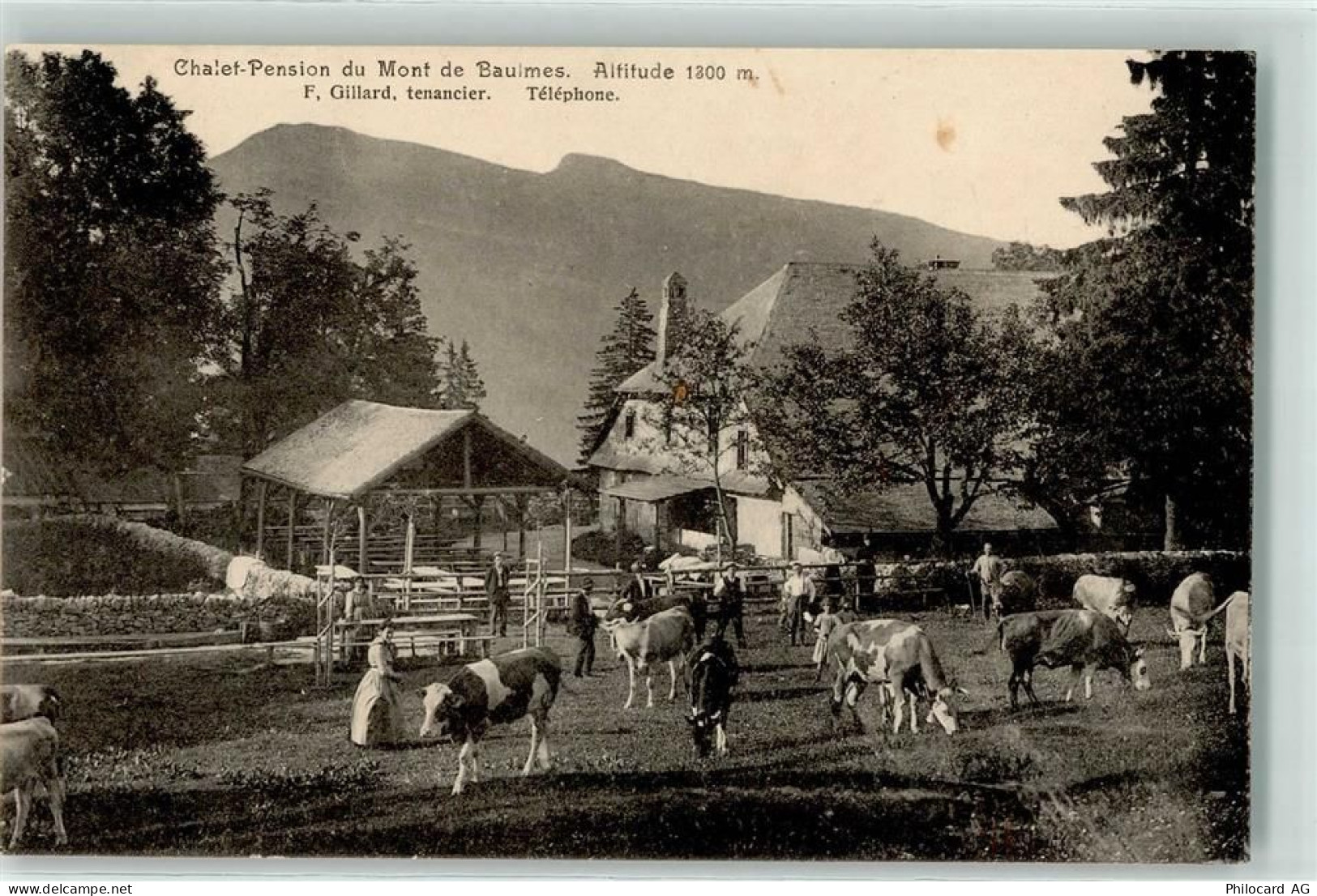 1446 Baulmes - Chalet-Pension du Mont de Baulmes Altitude Rindviehherde... - 13904764