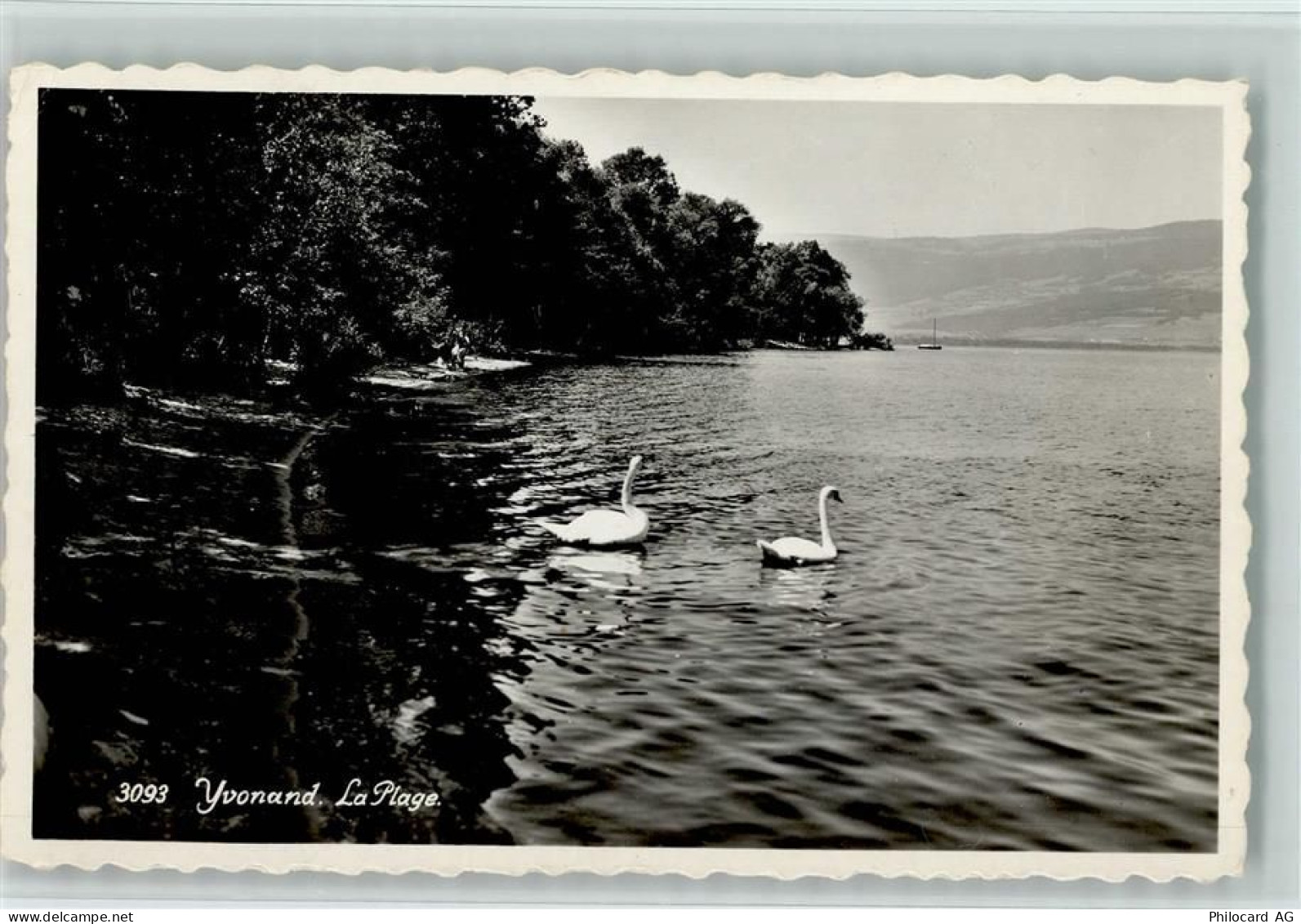 1462 Yvonand - La Plage Schwäne - 10157382