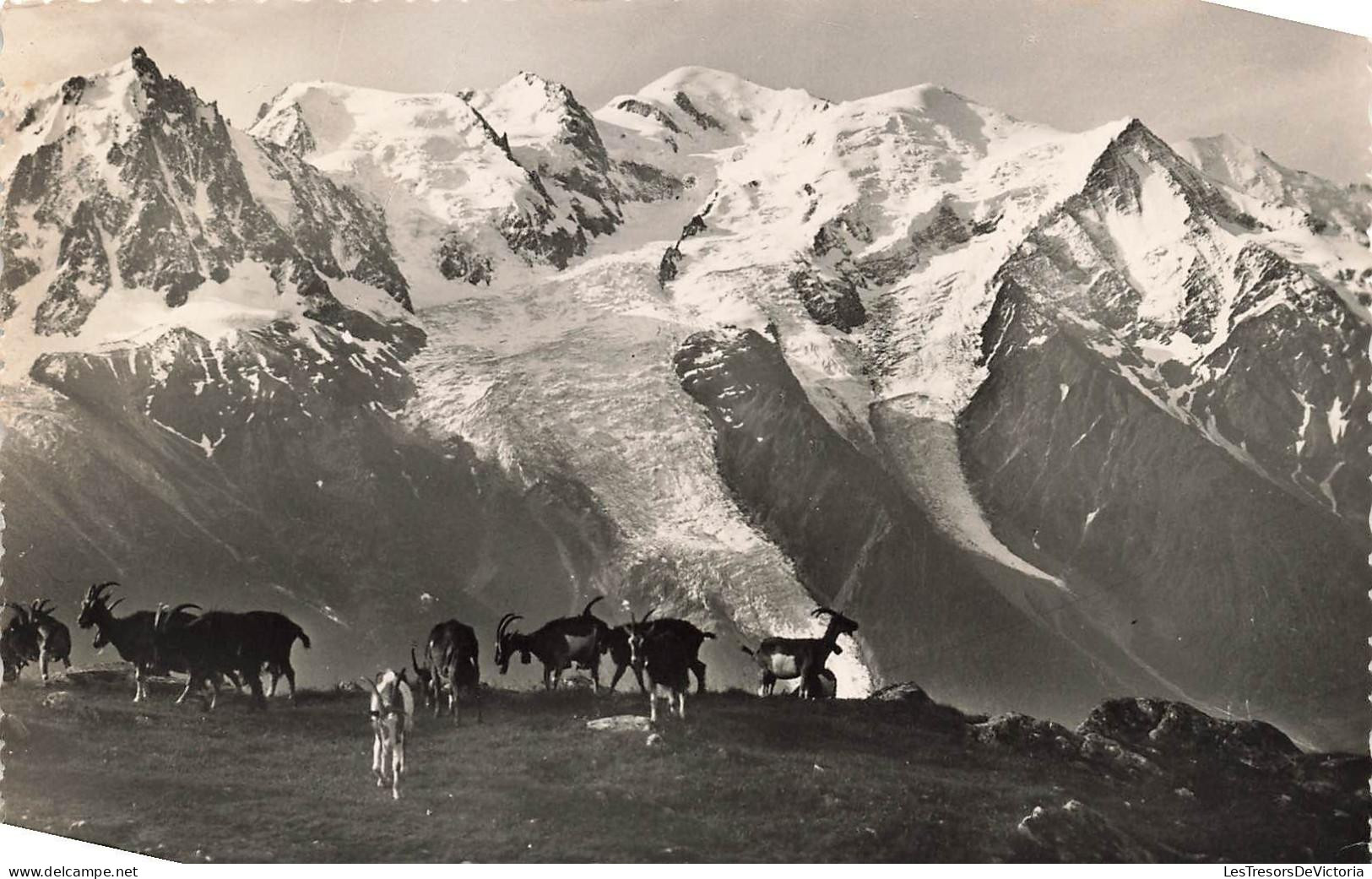 [-15%] SUISSE - La Praz - Le massif du Mont Blanc vu de Plan Praz -Troupeau de chèvres - Carte Postale Ancienne