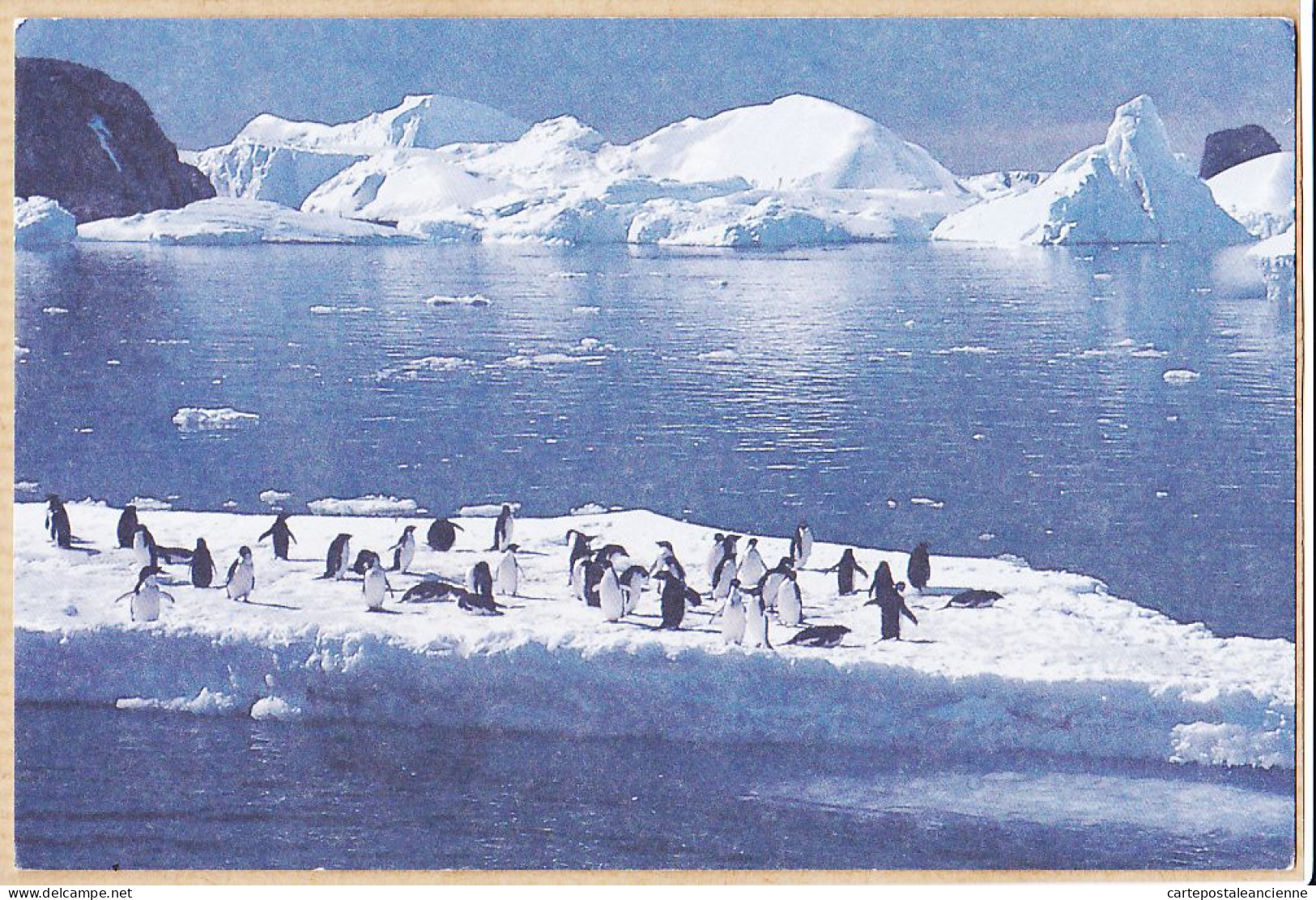 16252 / TAAF LA CURIEUSE Terres Australes Antartiques TERRE ADELIE Signature CAPITAINE 12-12-1991 PORT-aux-FRANCAIS