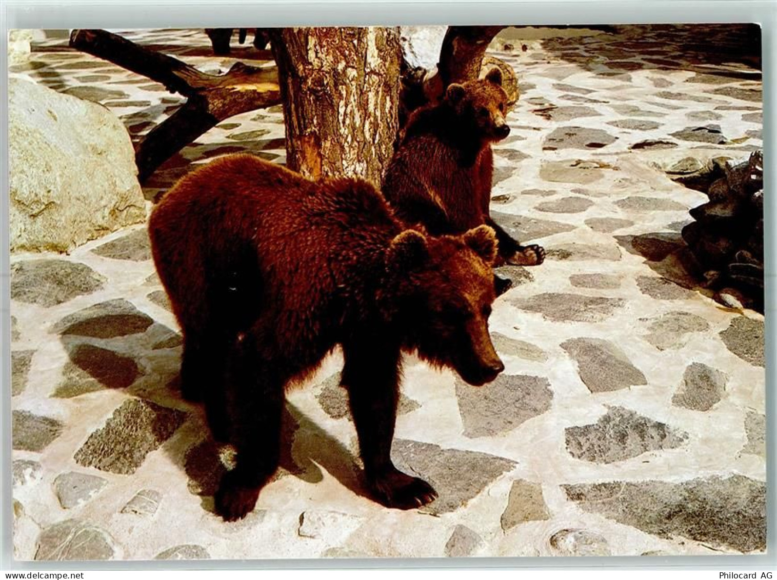 1805 Jongny - Zoo de Servion Braunbären - 10392004