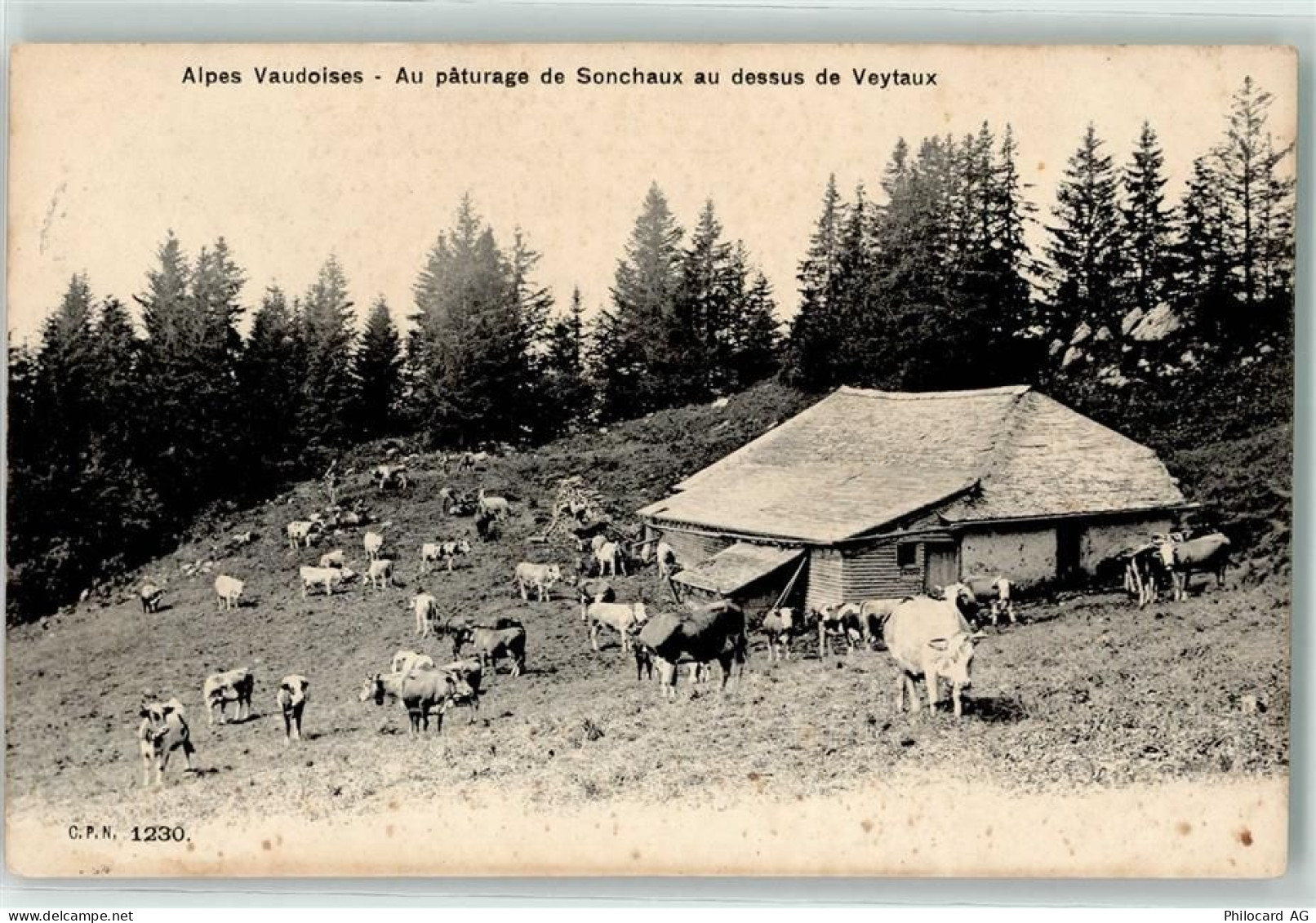 1820 Veytaux 1905 - Stall Kuhherde - 10605477