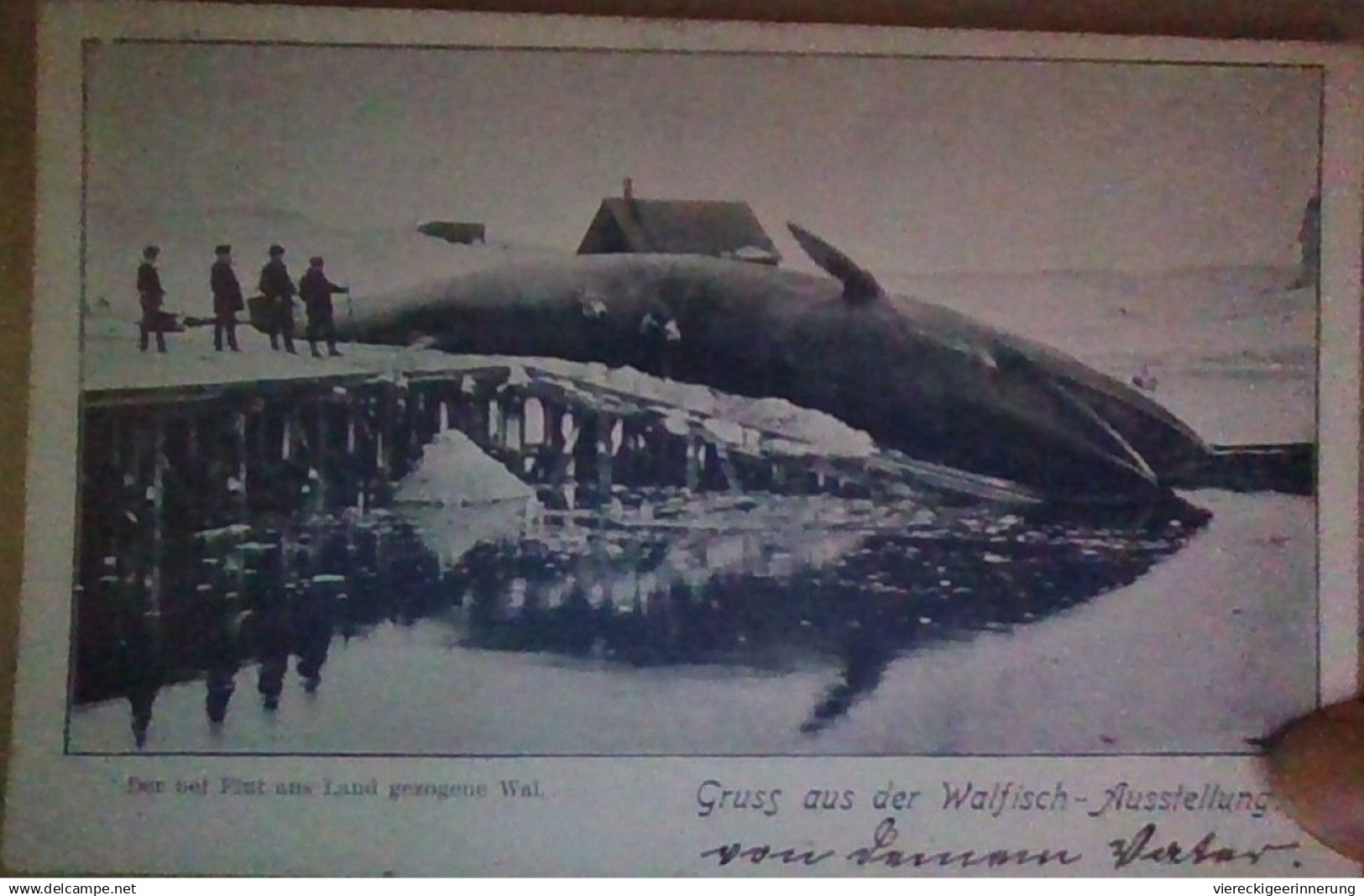! 1902 Lübeck, Gruss von der Walfisch Ausstellung, whale, whaling, baleine, alte Ansichtskarte