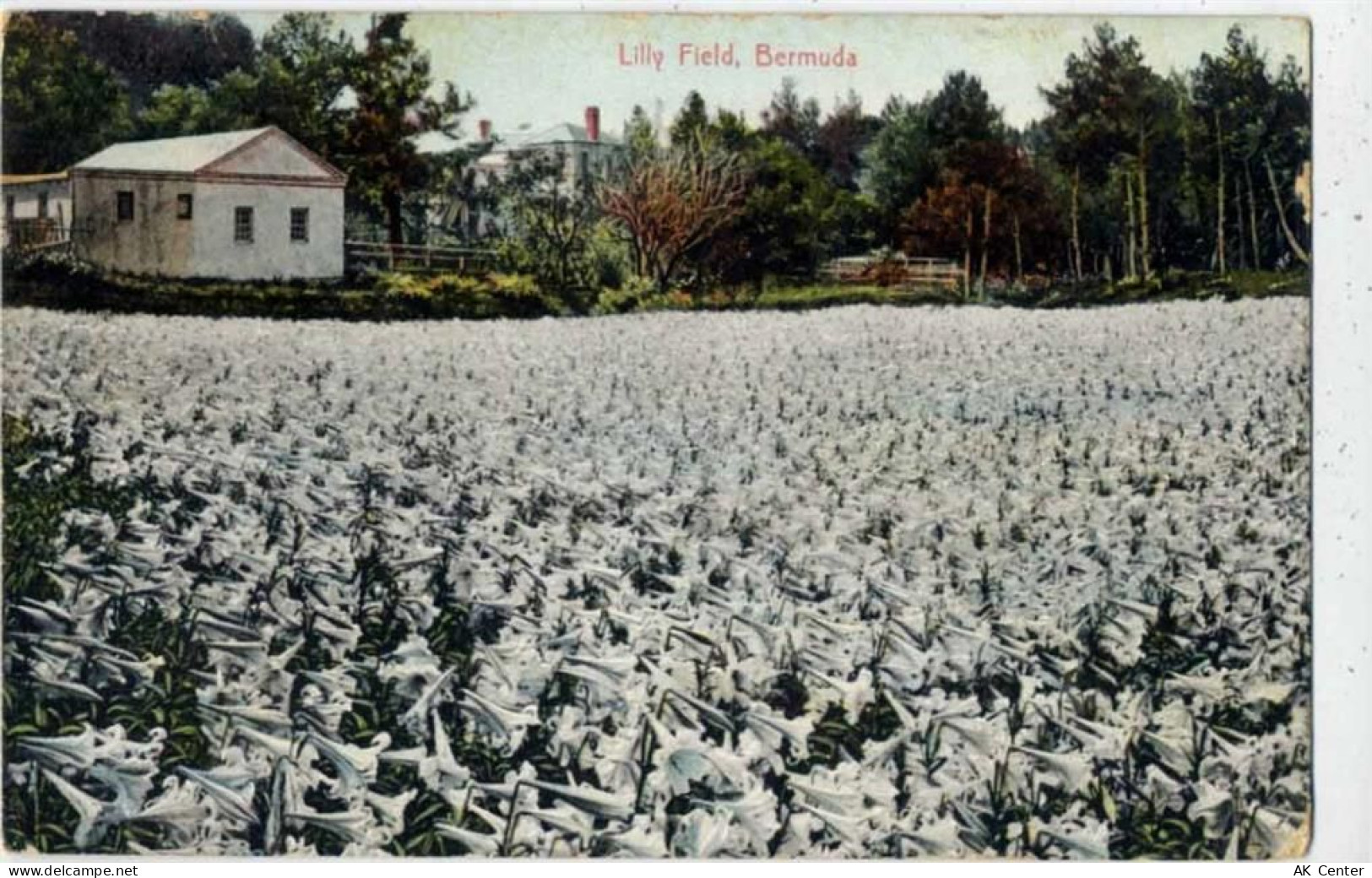 1910 - England, United Kingdom, Bermuda, -Lilly field, Bermuda-, blühend... - 20059575