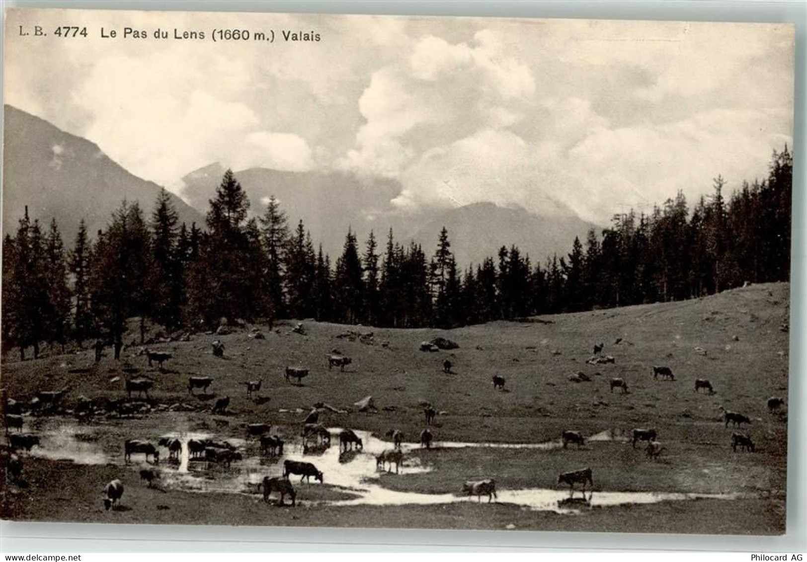 1978 Lens - Kuhherde - 39694692