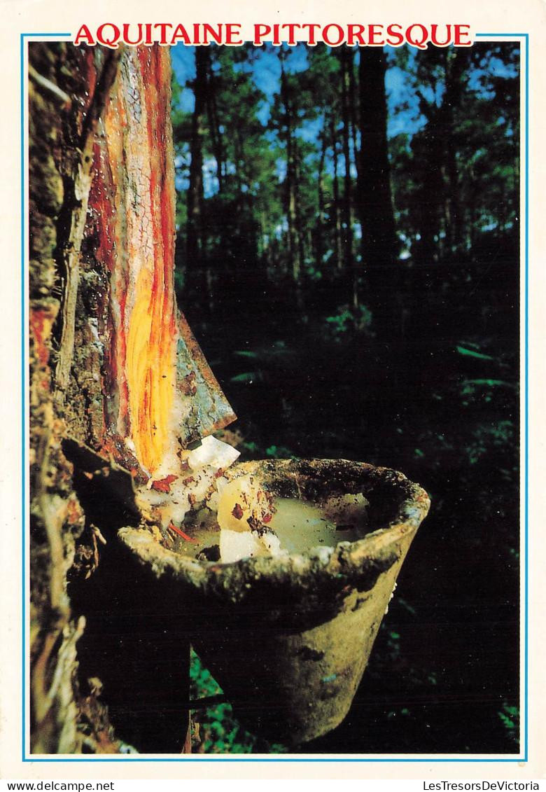 [-20%] FRANCE - Aquitaine Pittoresque - Carte Postale