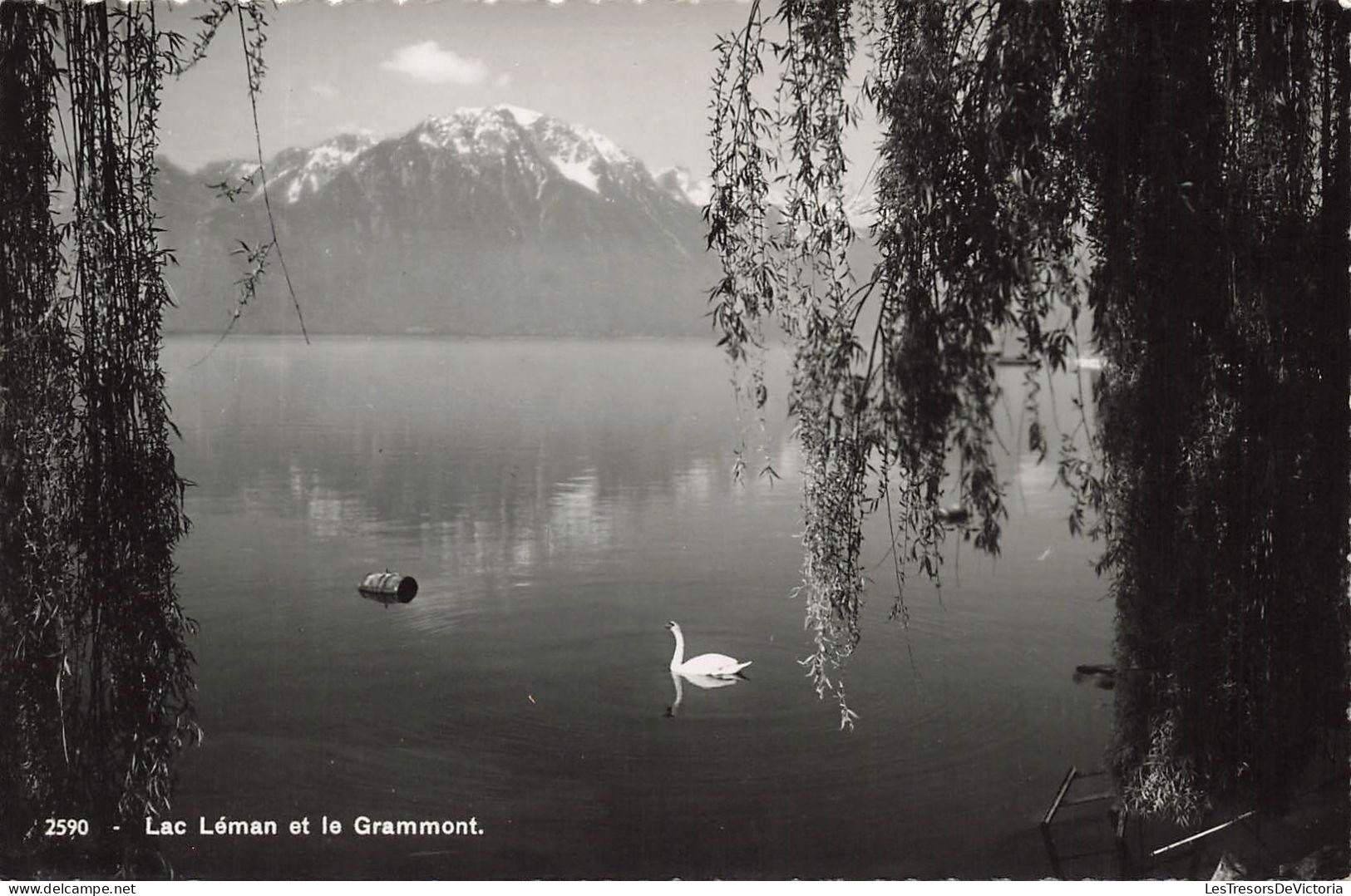 [-20%] SUISSE - Lac Léman et la Grammont - Cygne - Carte Postale Ancienne