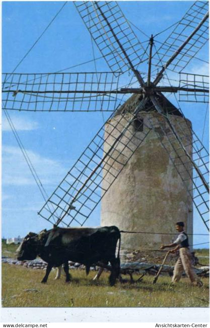 20068330 - Formentera - Windmuehle, Ochsen