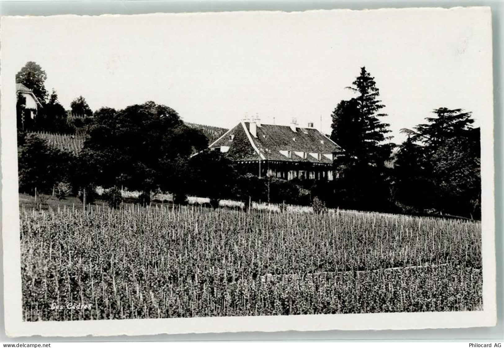 2016 Cortaillod Foto AK les Cedres - 39499790
