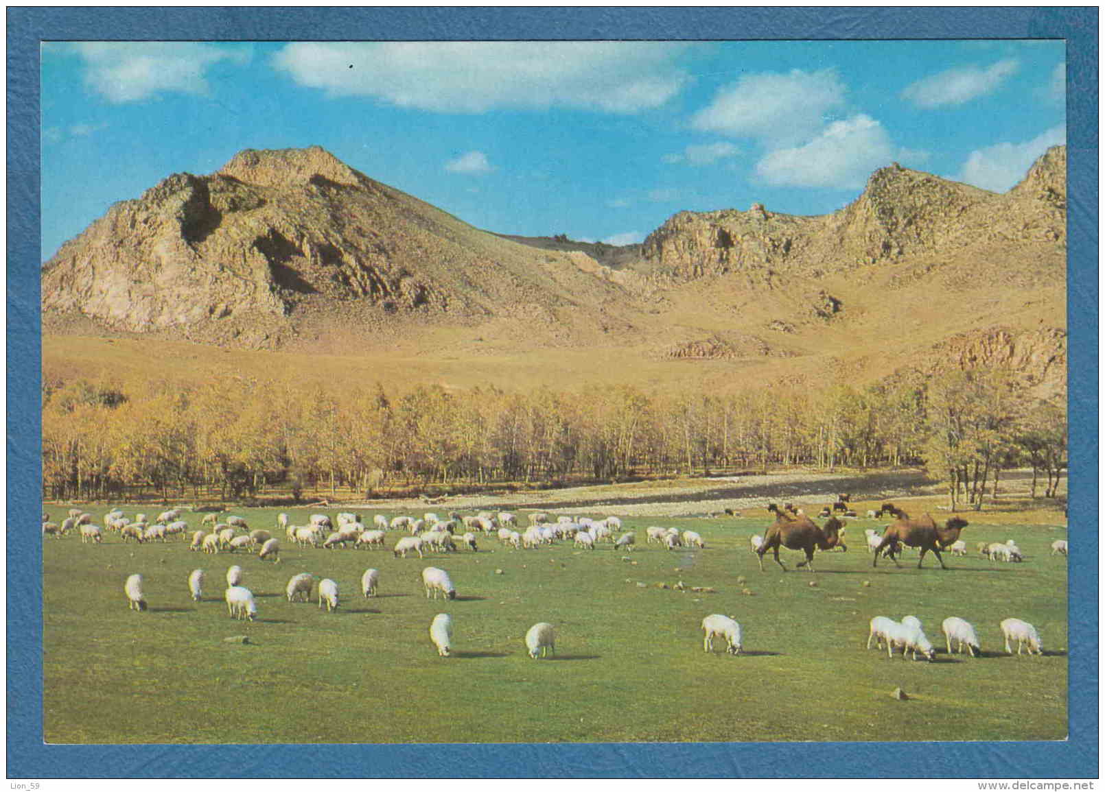 215183 / BOGDYN GOL RIVER , ZABHAN AIMAK , ANIMAL CAMEL SHEEP , Mongolia Mongolei Mongolie