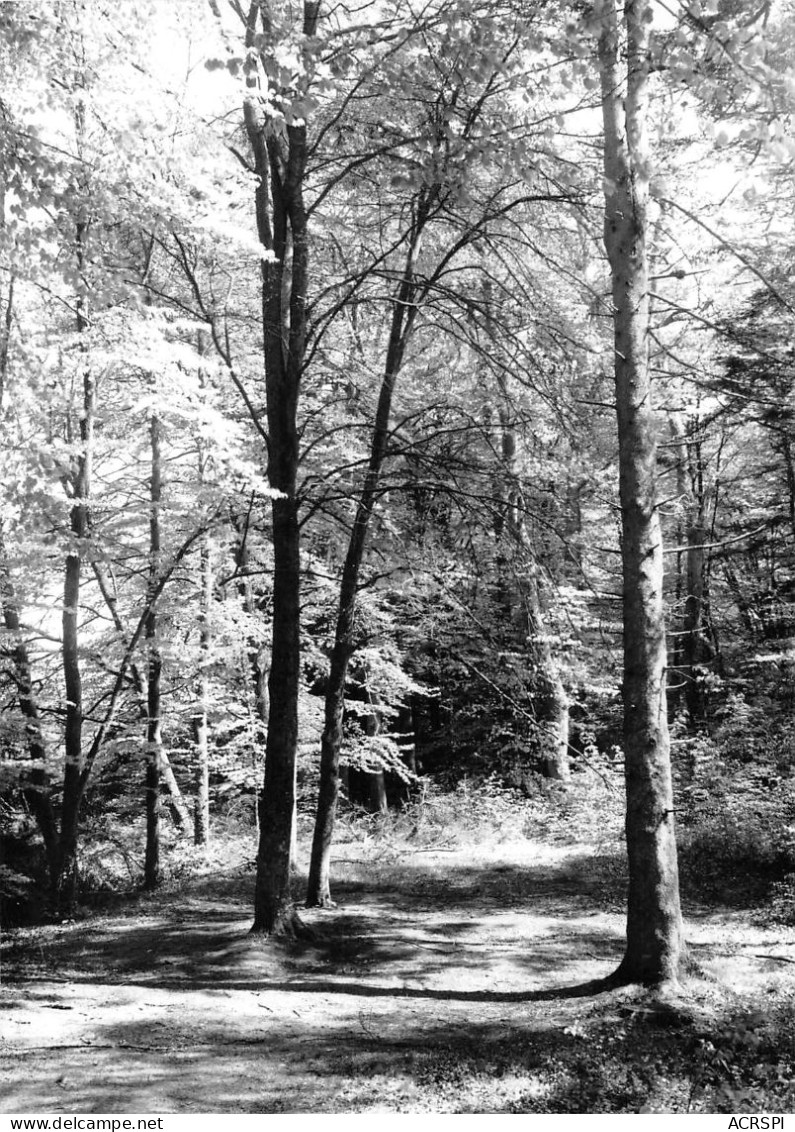 22 PLOUFRAGAN aux chatelets sous bois N° 41 \ML4000