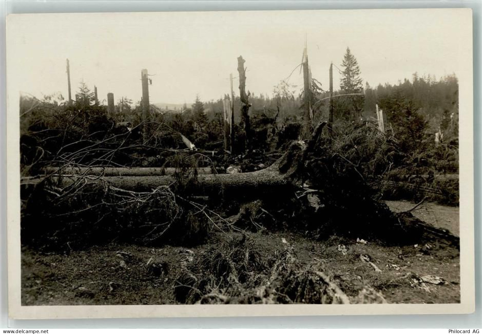 2345 Les Breuleux - Bäume Sturm Wurzeln Unwetter - 13938062