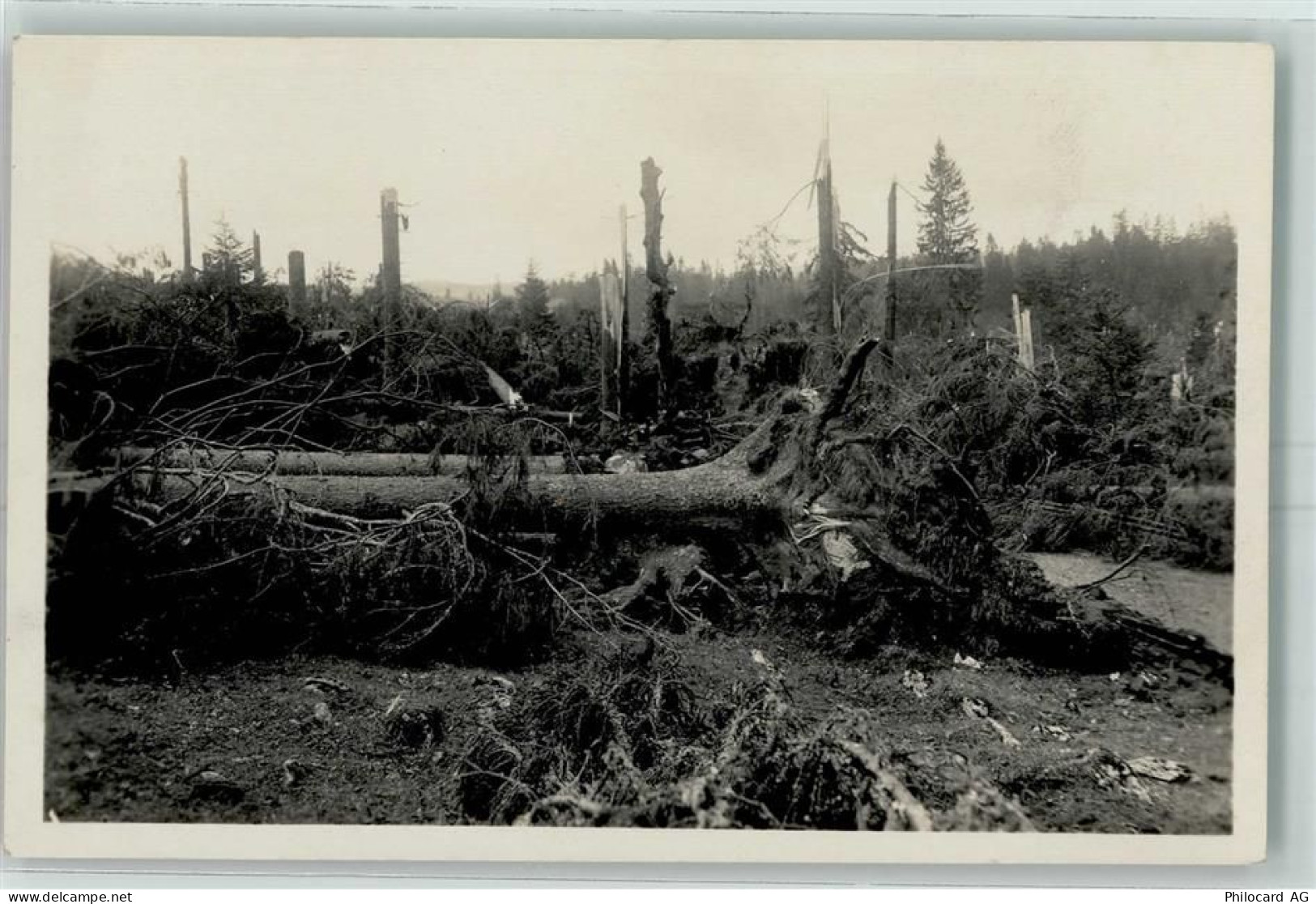 2345 Les Breuleux - Foret devastee entre la Chaux dAbel et les Breuleux... - 13172954