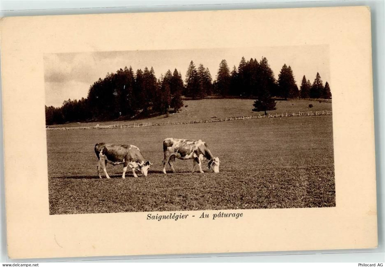 2350 Saignelégier - Au paturage - 39372136