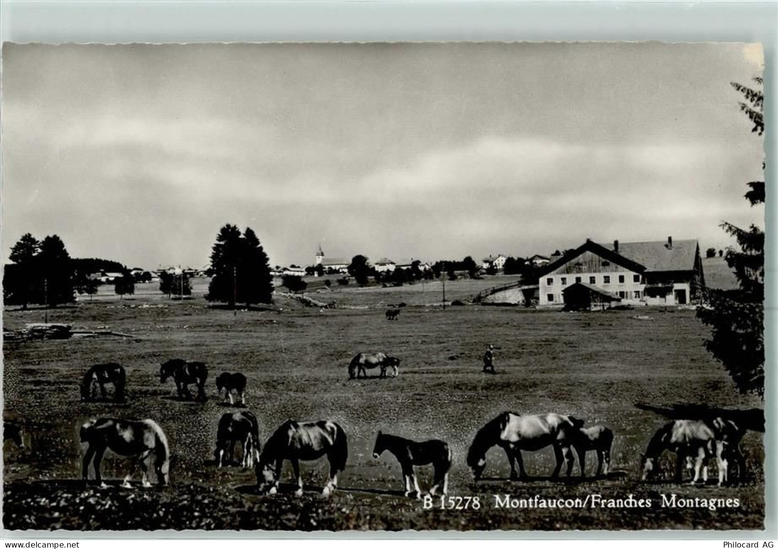 2362 Montfaucon - Pferde - 13149250