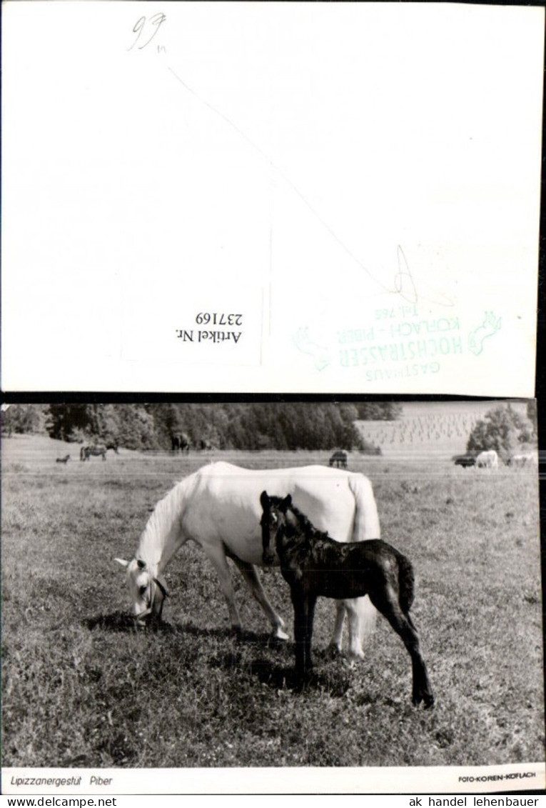 237169,Köflach Piber Lipizzanergestüt Pferde