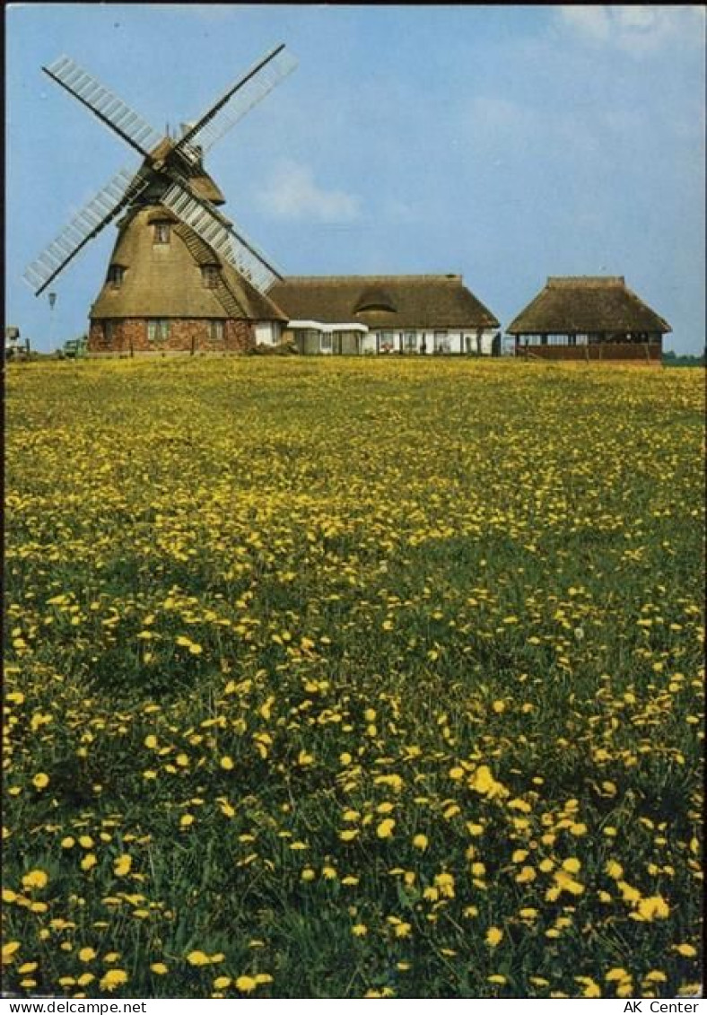 23966 O2401 Dorf Mecklenburg um 1988 - Dorf Mecklenburg, Windmühle, (win... - 20053478