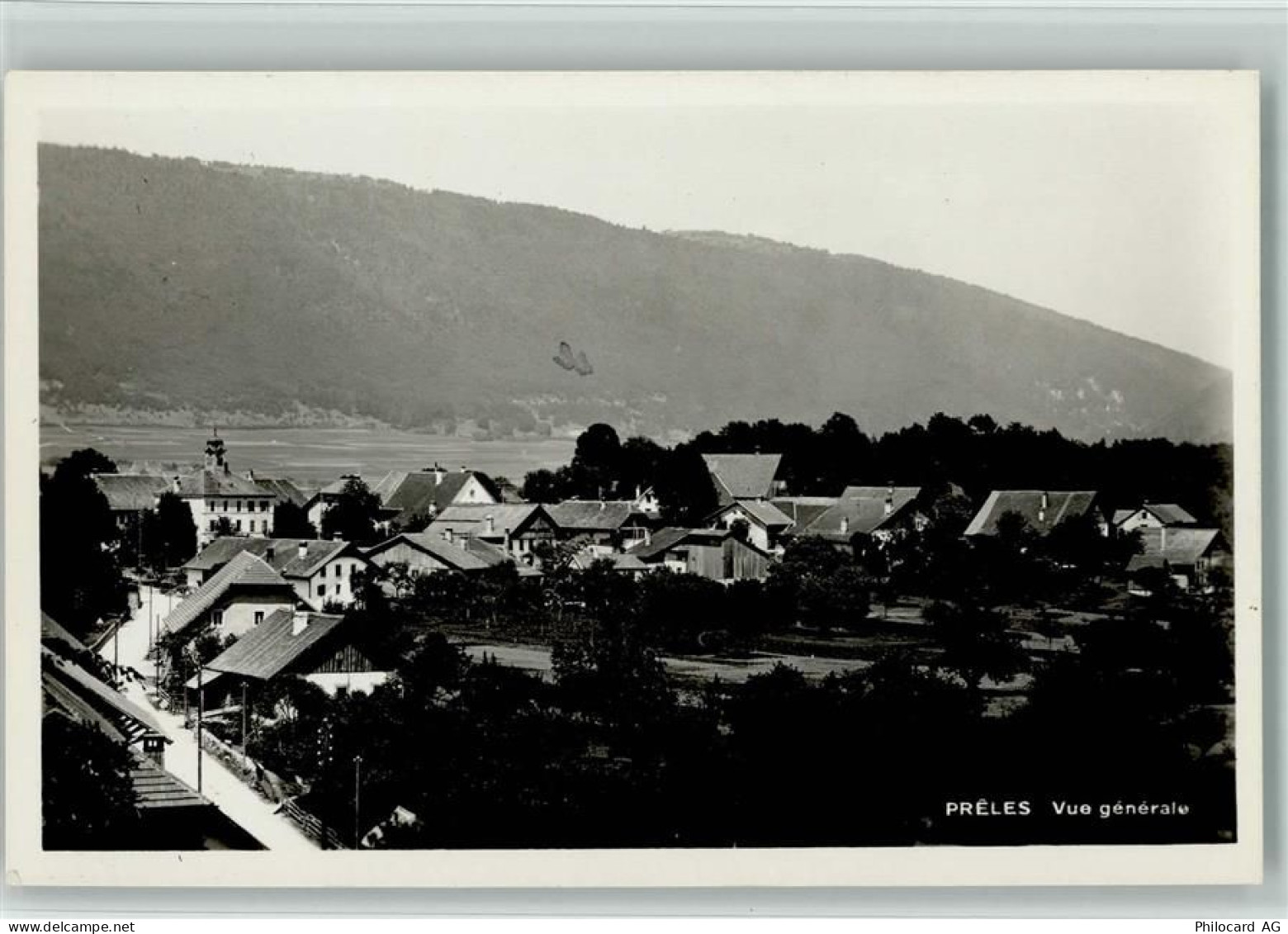 2515 Prêles - 13113944