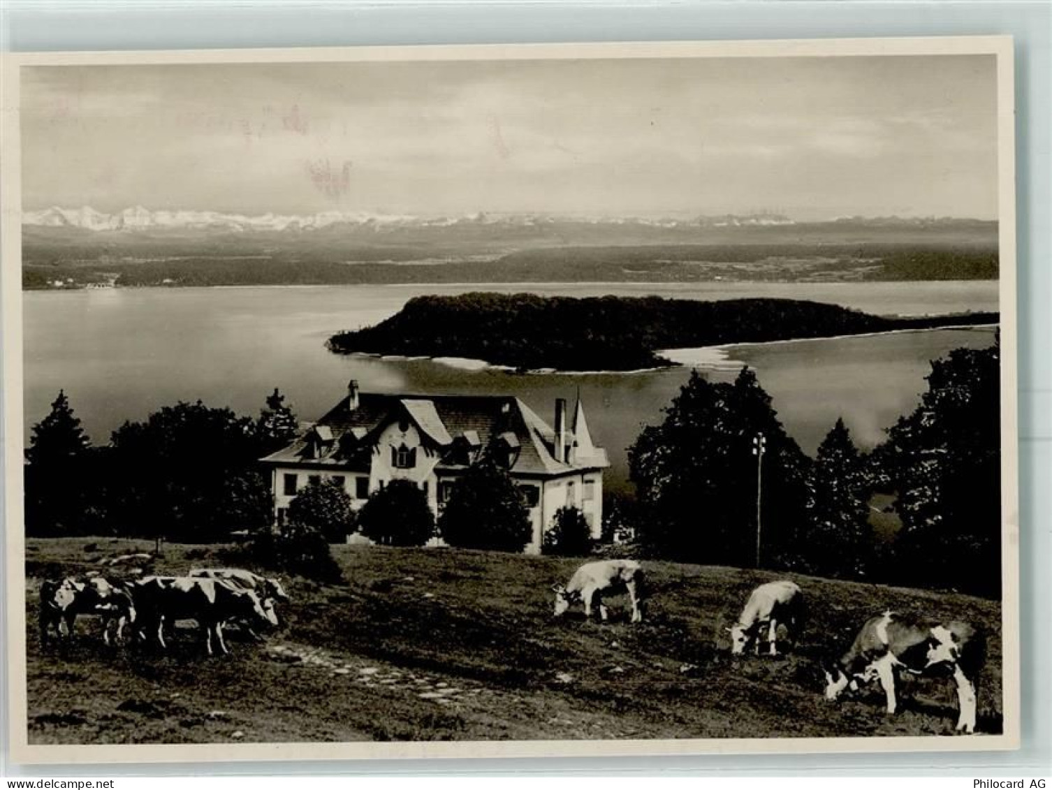 2515 Prêles FOTO KEINE AK Kühe Ort handschriftlich - 13149636