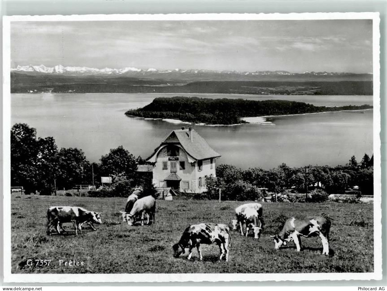 2515 Prêles Gebrauchsspuren Kuhherde See - 10397887