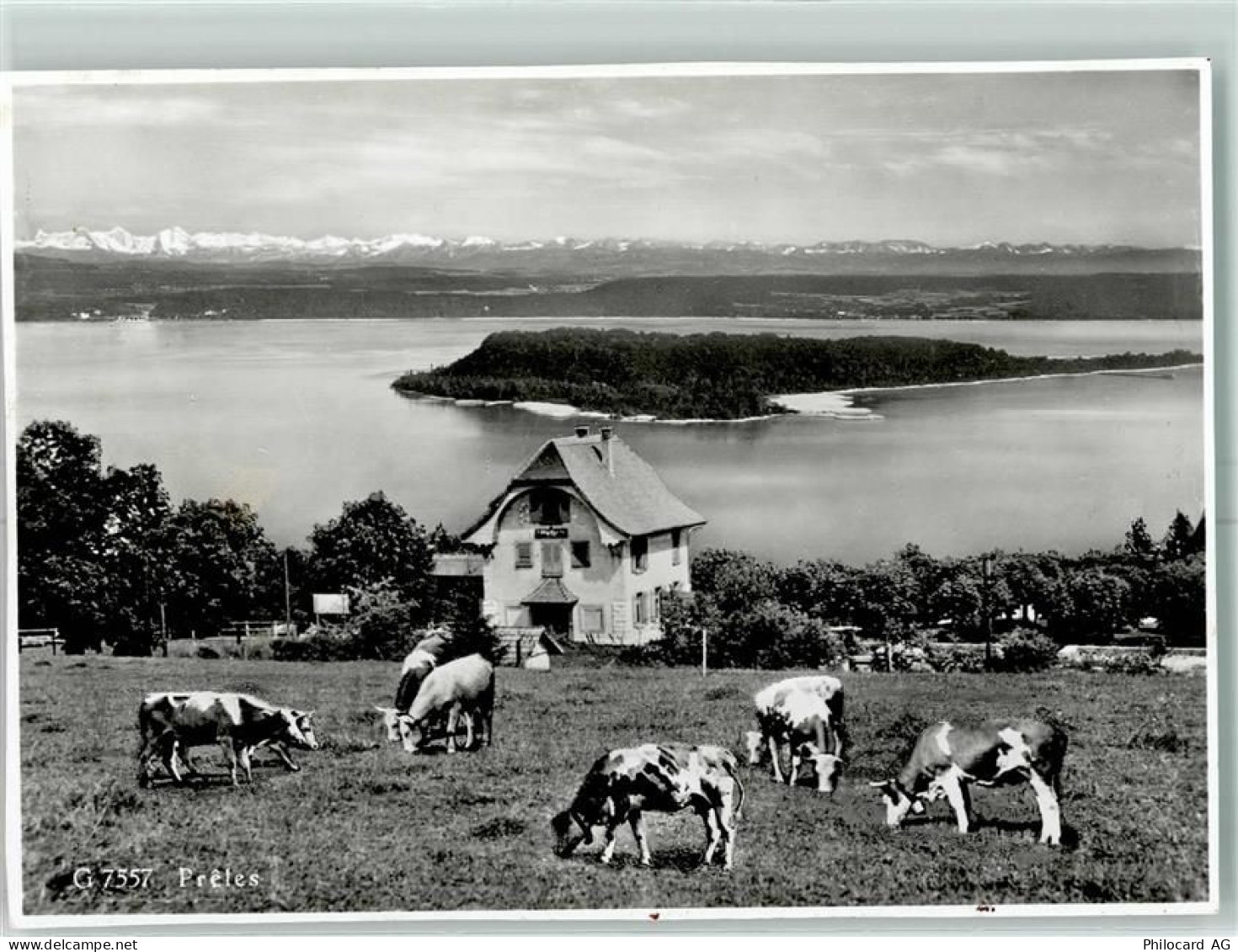 2515 Prêles - Kühe - 13149512