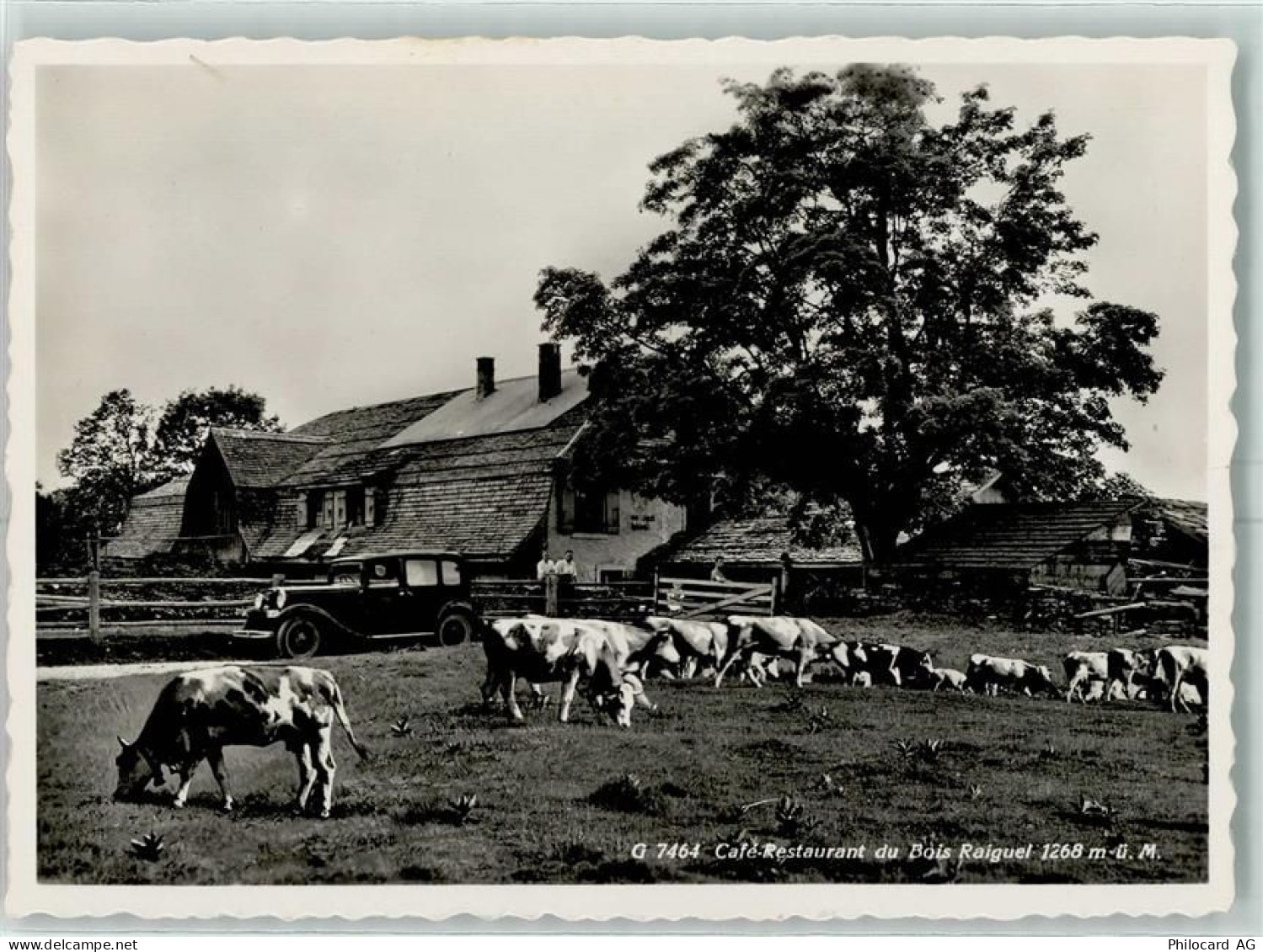 2608 Courtelary - Cafe Restaurant de Bois Raiguel Kühe - 13149095