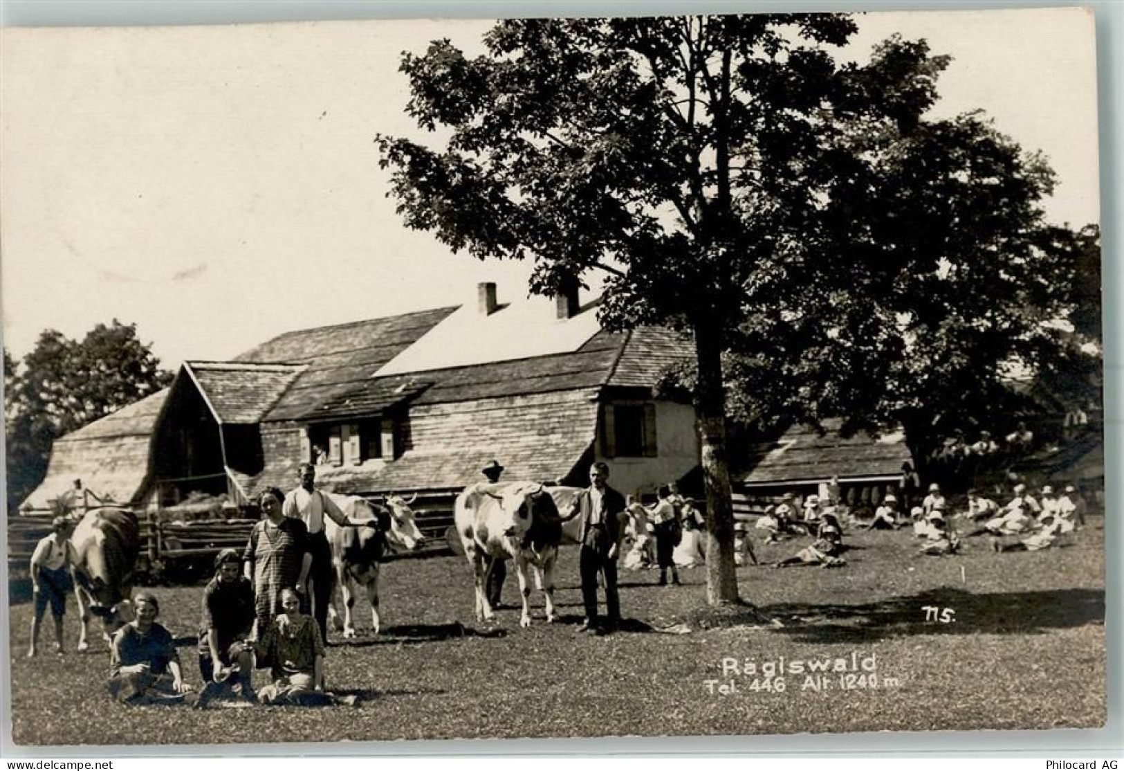 2608 Courtelary - Kühe Bois Raiguel - 13232815